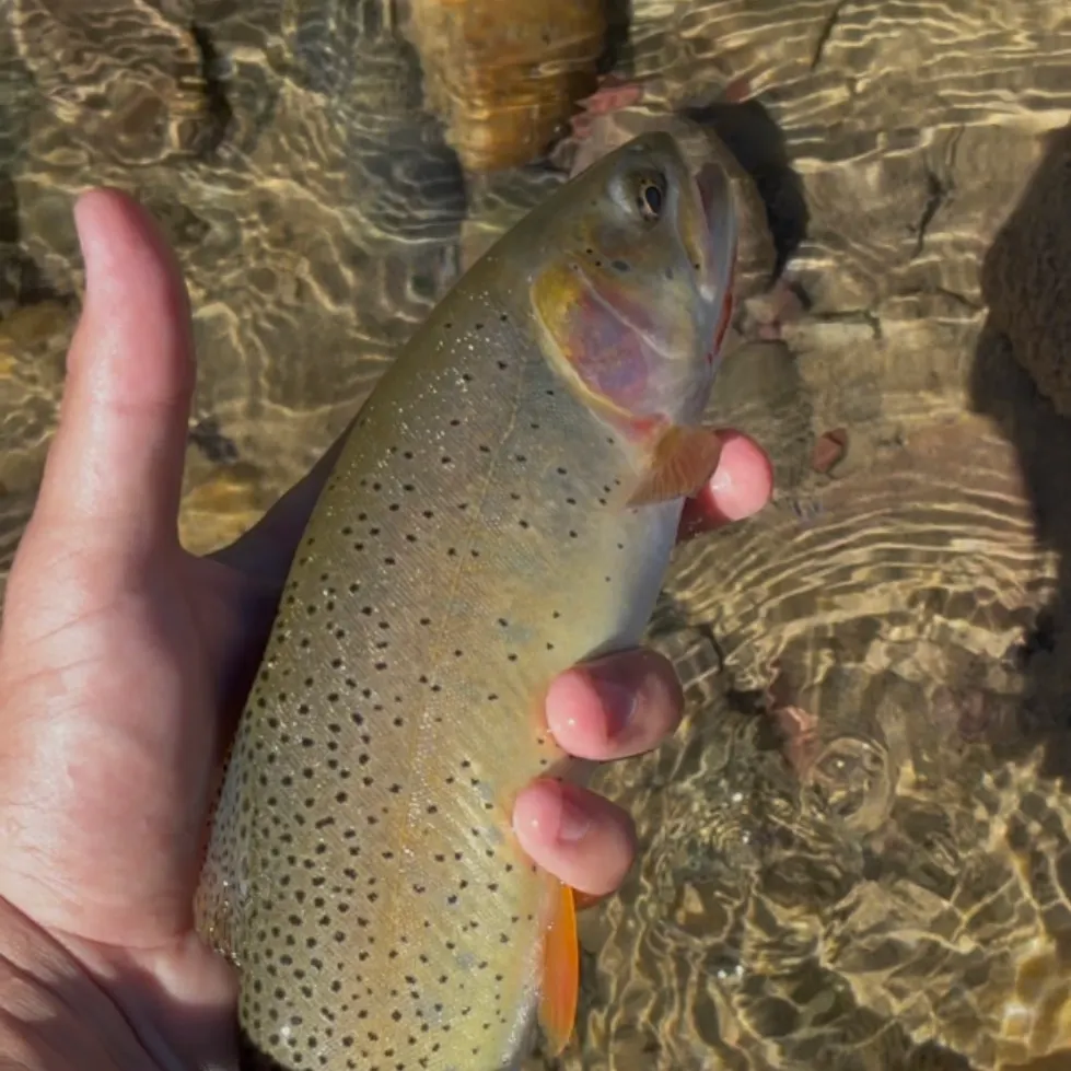 The most recent Snake River fine-spotted cutthroat trout catches on Fishbrain
