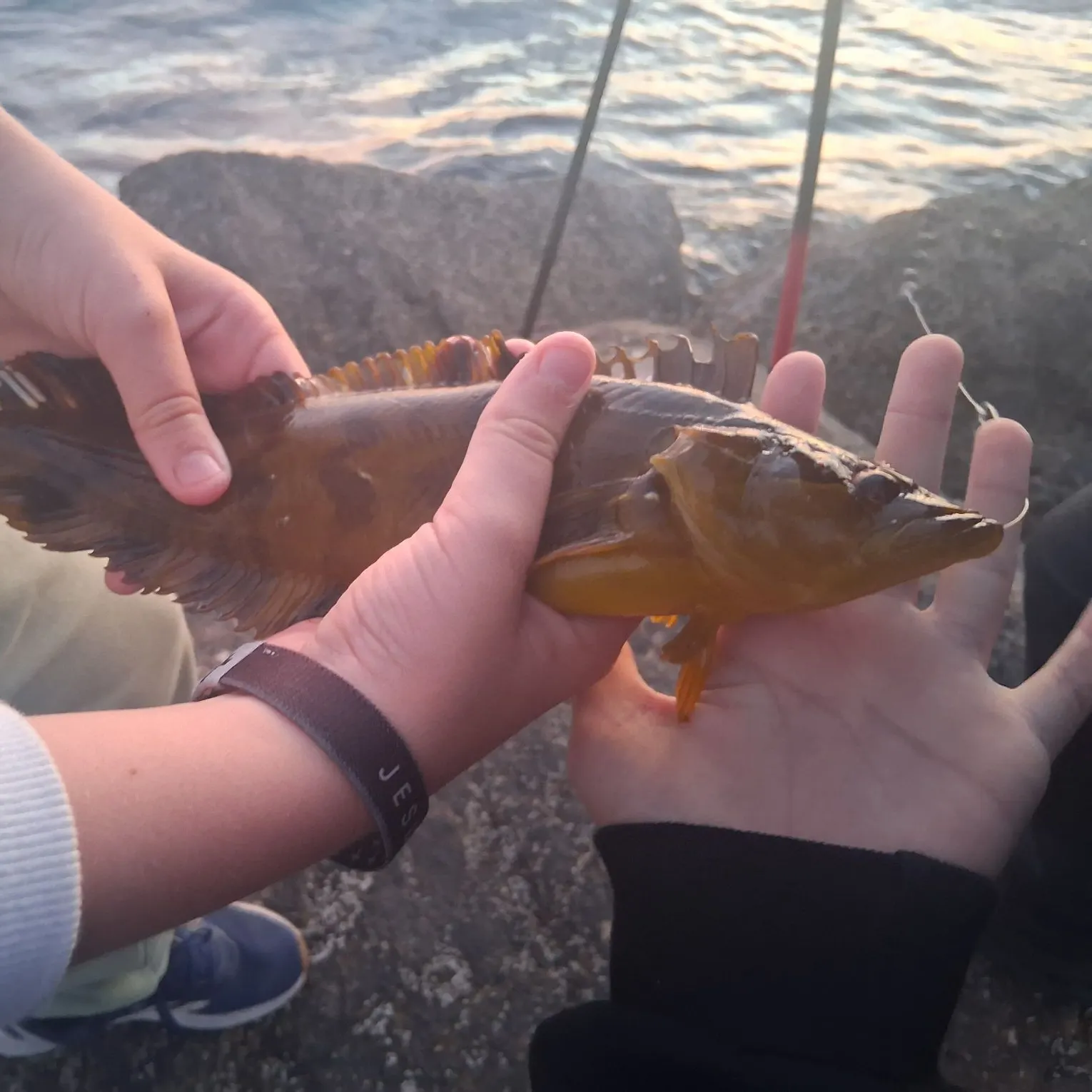 The most recent Giant kelpfish catches on Fishbrain