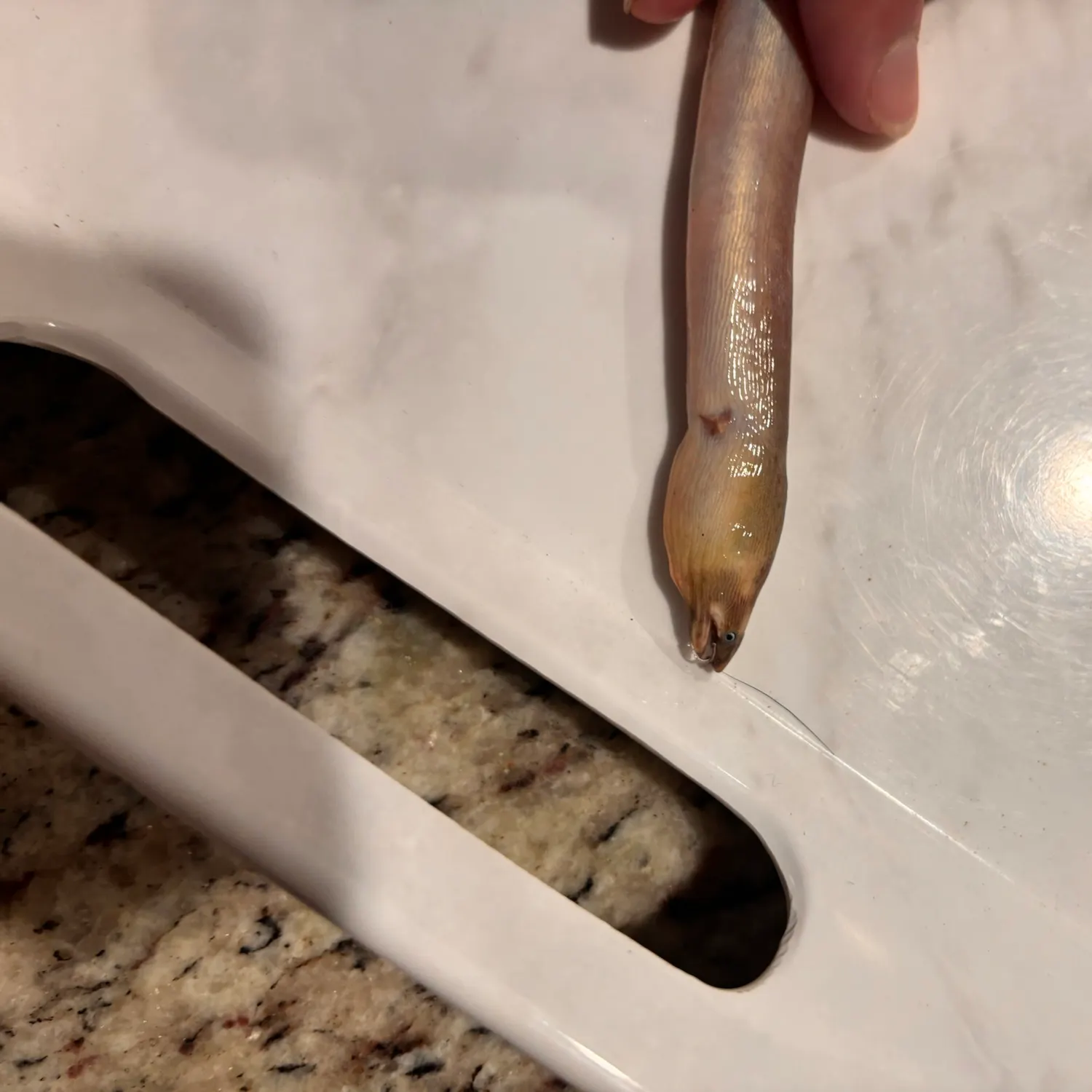 The most recent Shrimp eel catches on Fishbrain