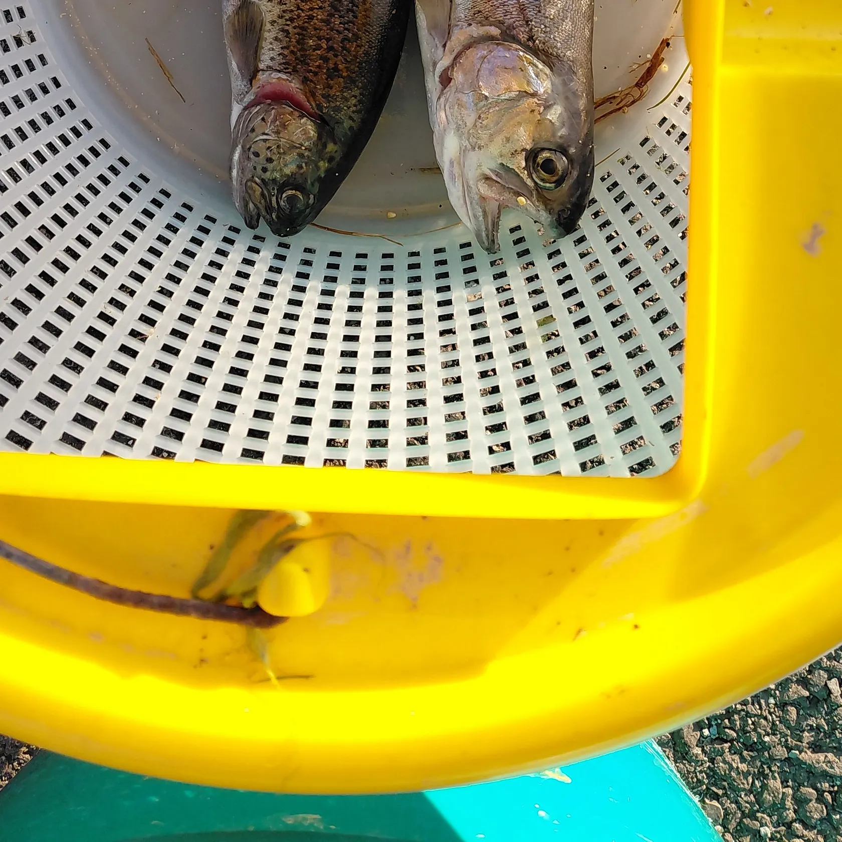 Rainbow trout caught on Fishbrain