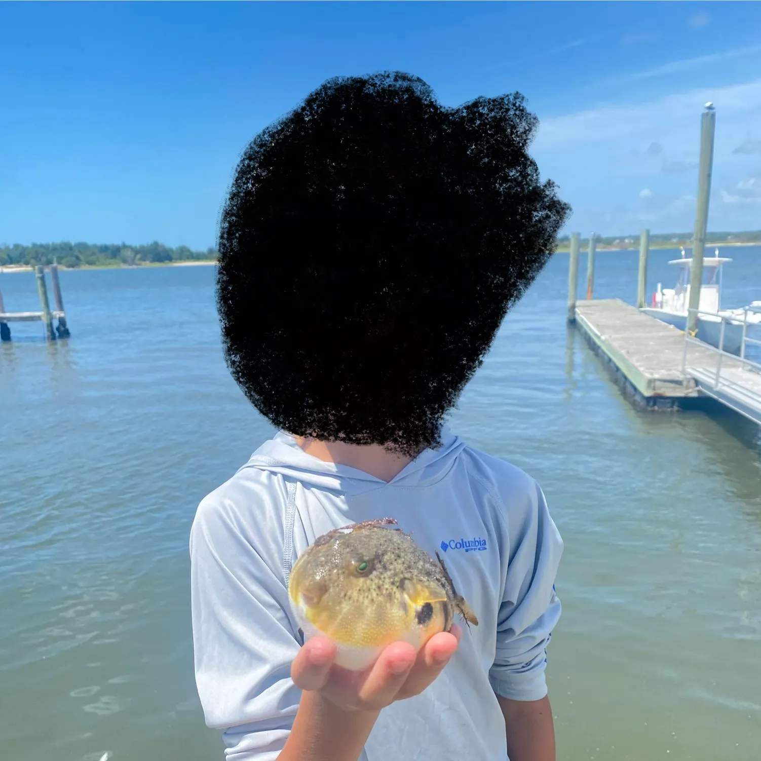 The most recent Northern puffer catches on Fishbrain