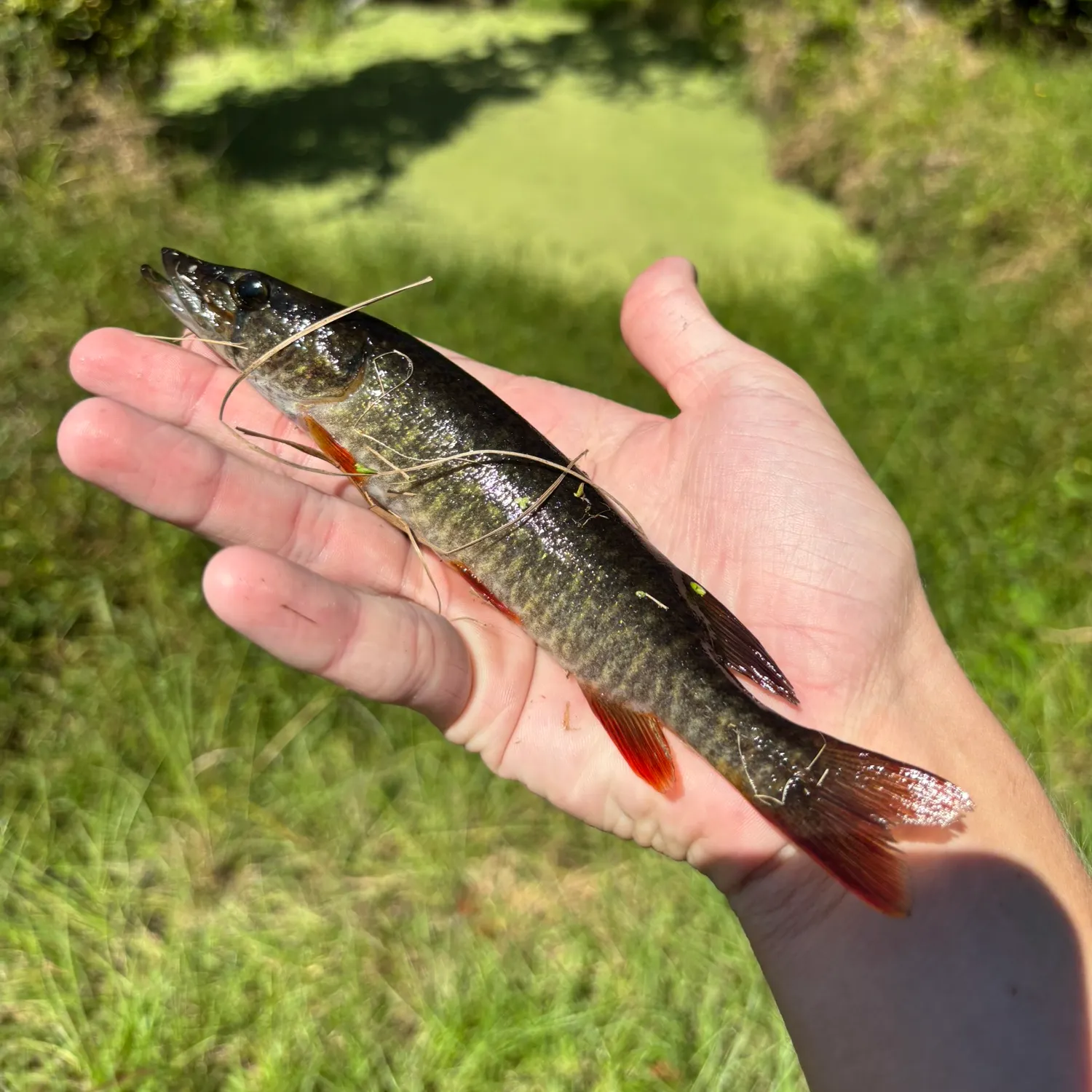 Redfin pickerel caught on Fishbrain