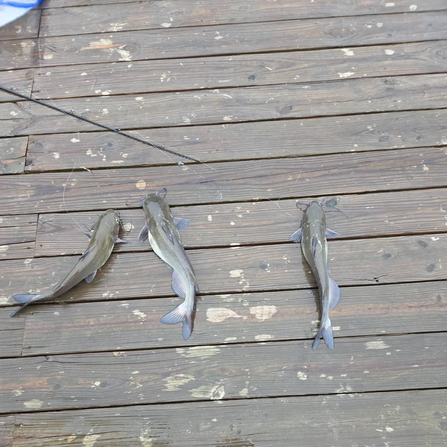 Channel catfish caught on Fishbrain