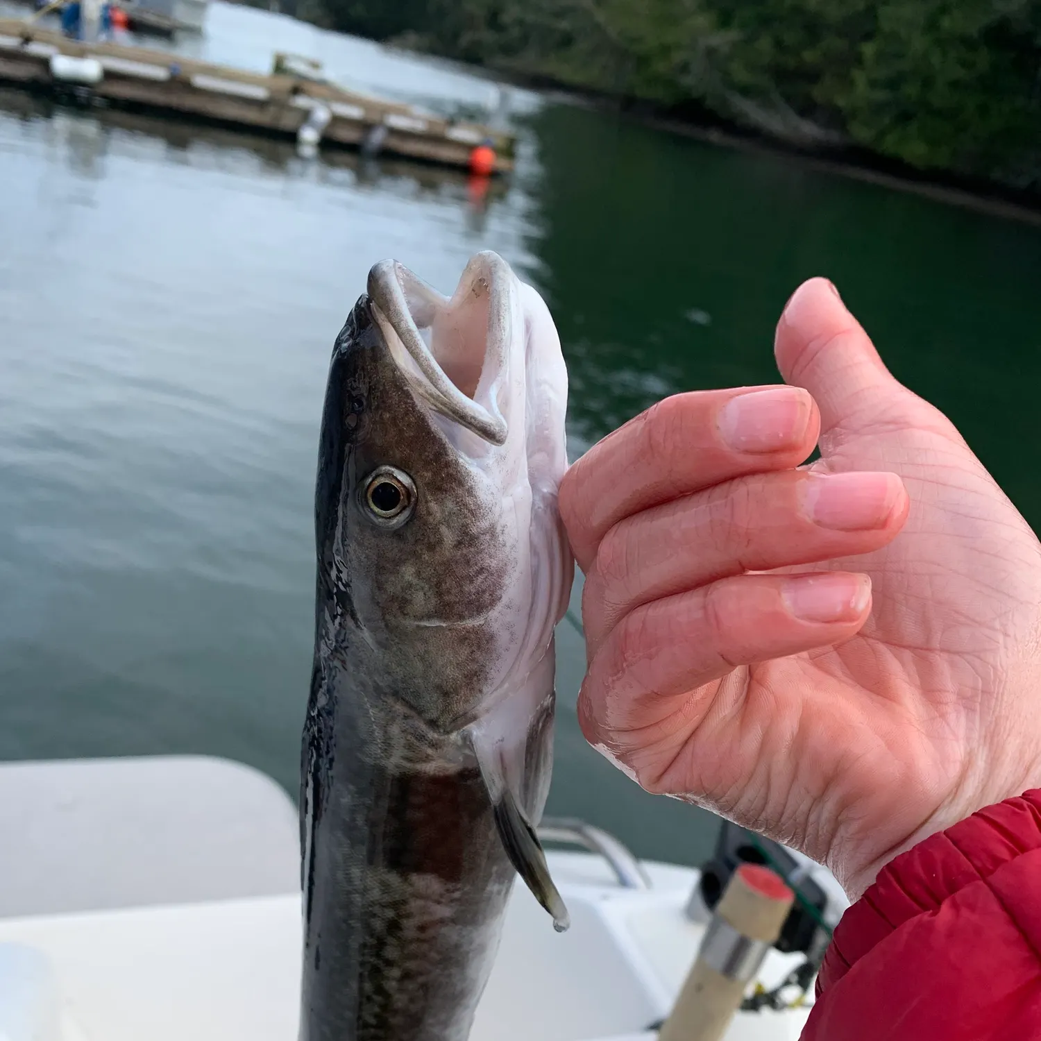 The most recent Sablefish catches on Fishbrain
