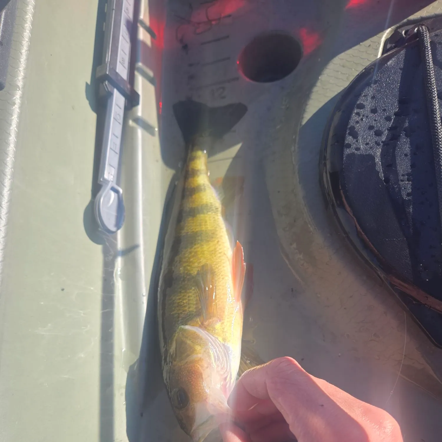 Yellow perch caught on Fishbrain