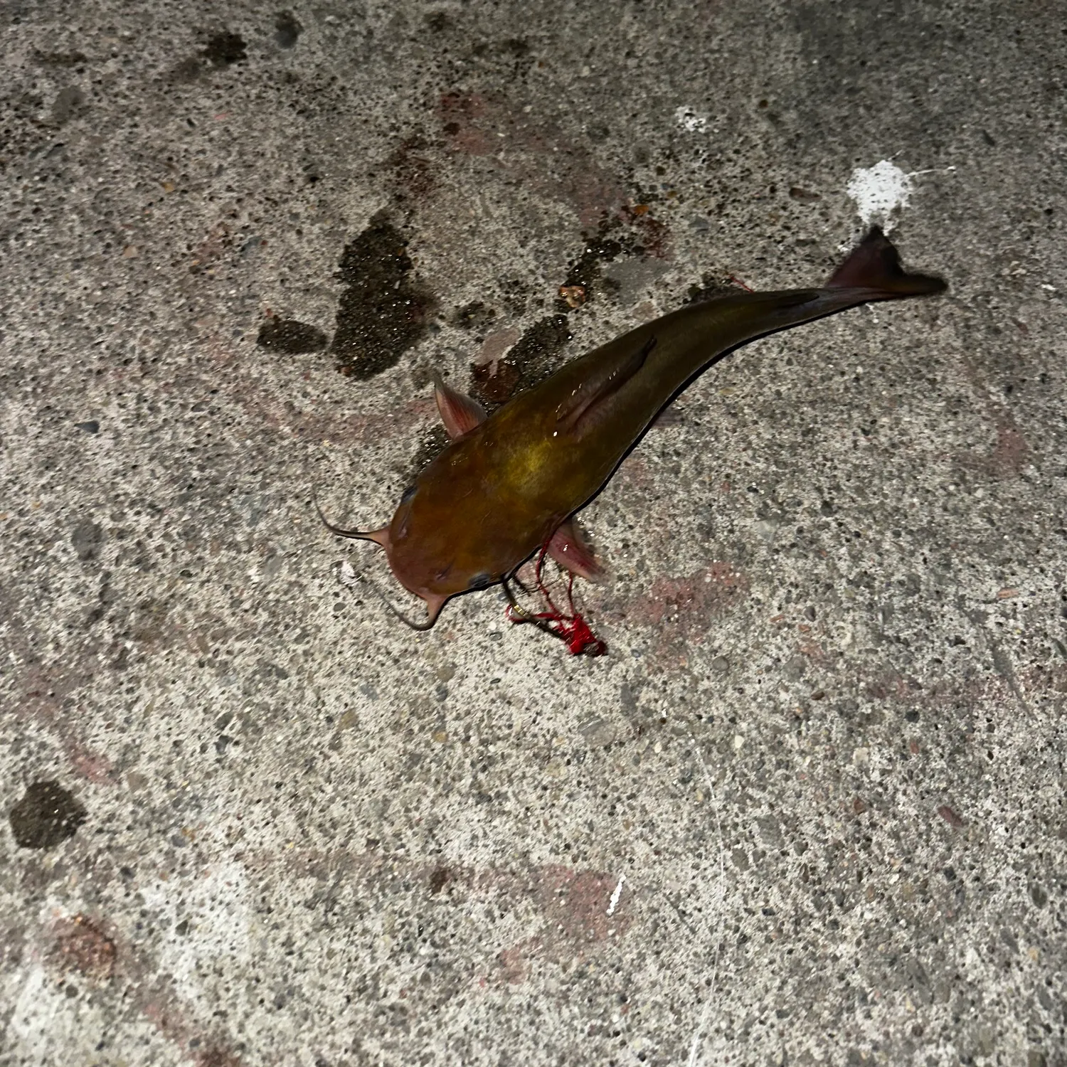 The most recent Brown bullhead catches on Fishbrain