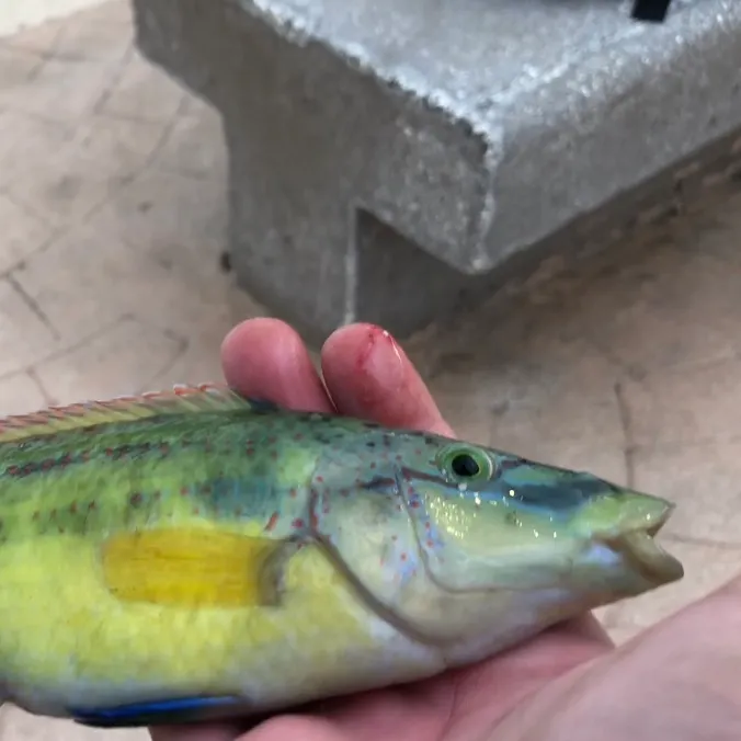 The most recent East Atlantic peacock wrasse catches on Fishbrain