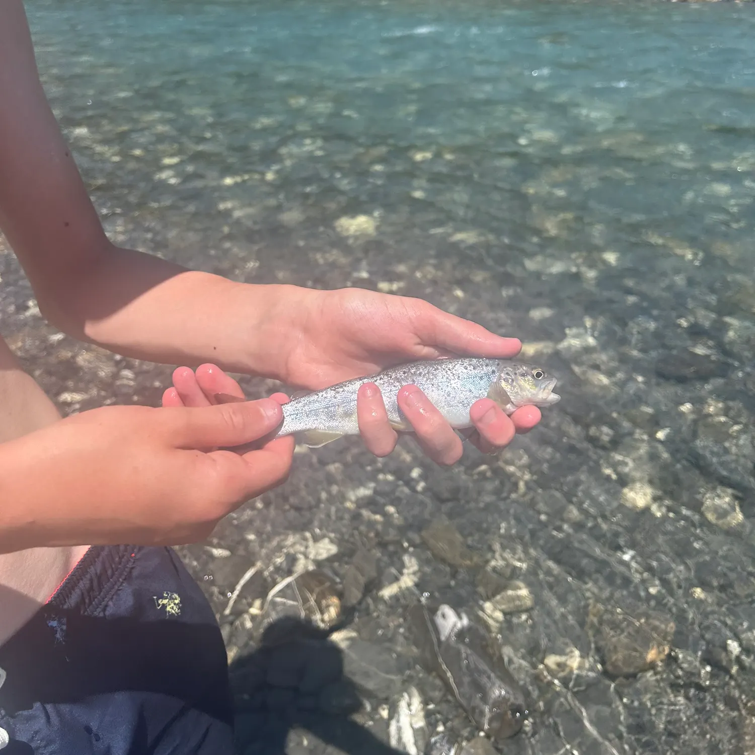 Brown trout caught on Fishbrain