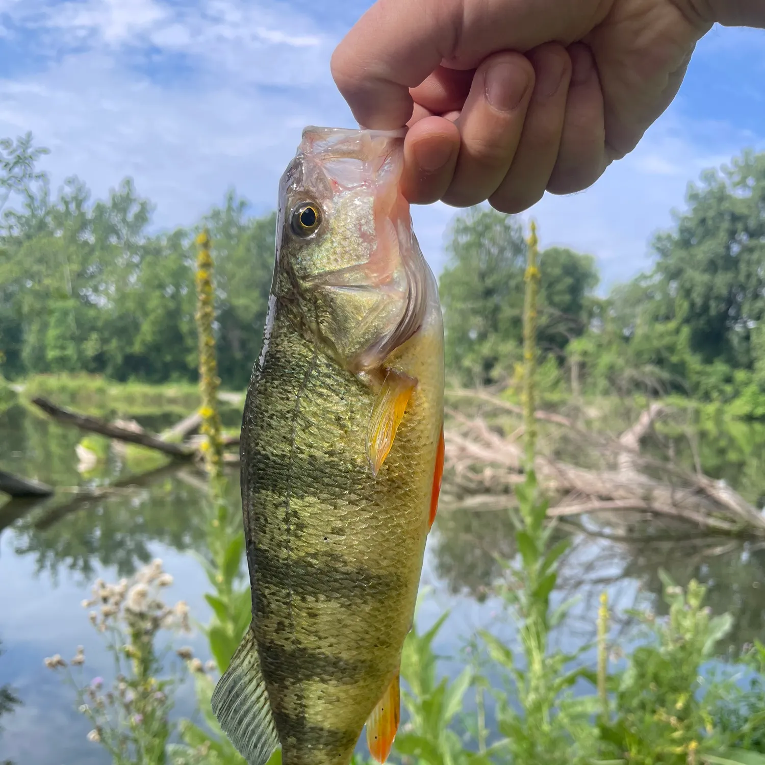 catch