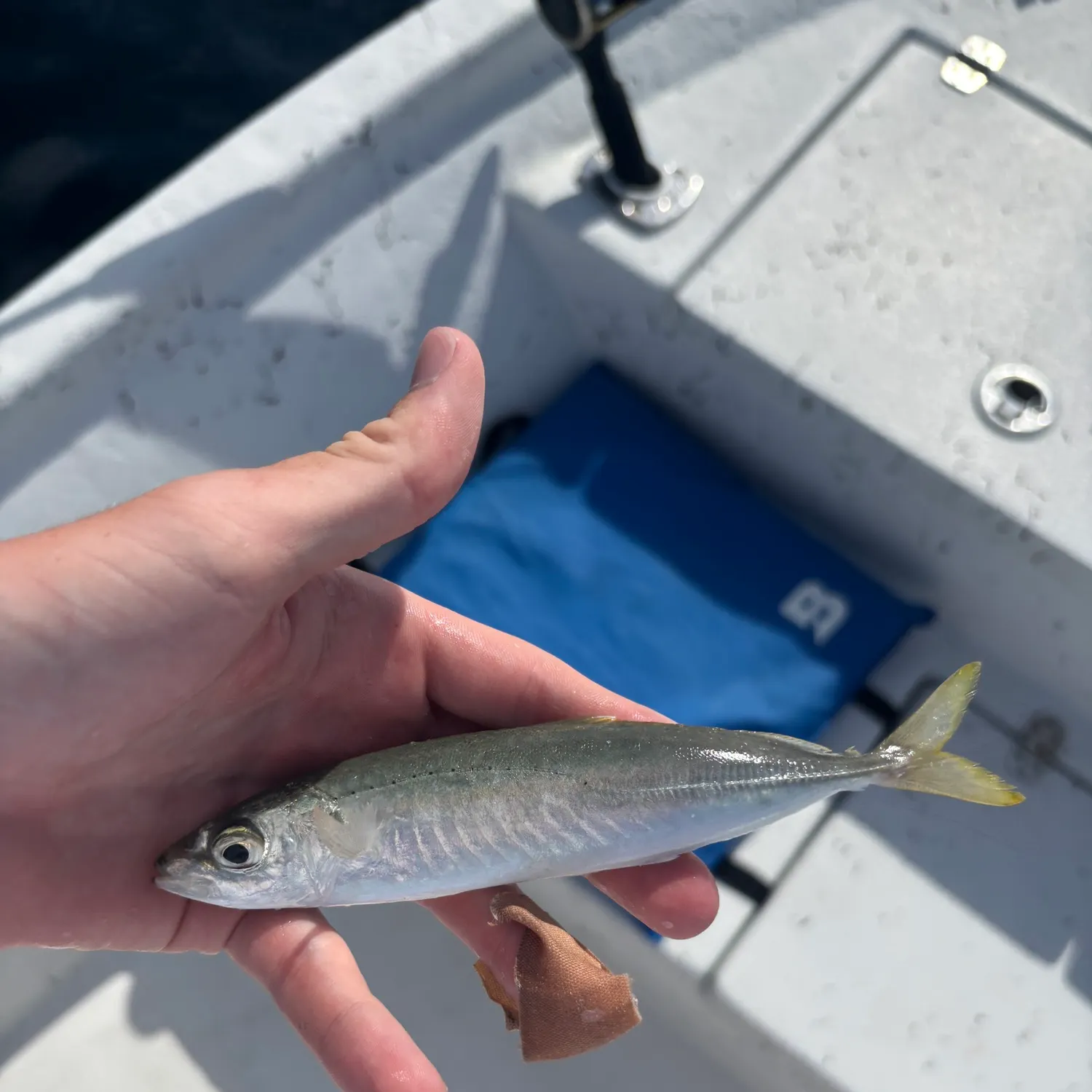 The most recent Round Scad catches on Fishbrain
