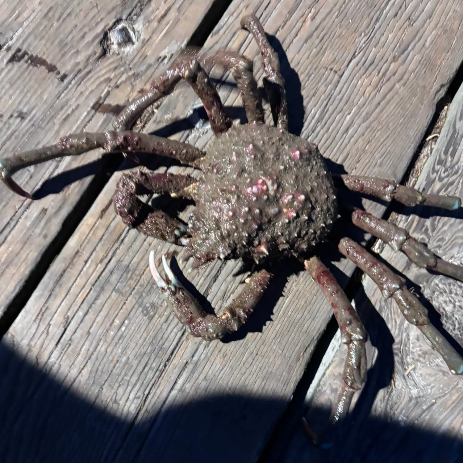 The most recent European spider crab catches on Fishbrain