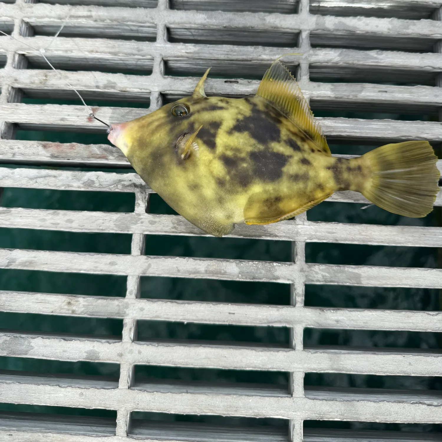 The most recent Planehead filefish catches on Fishbrain
