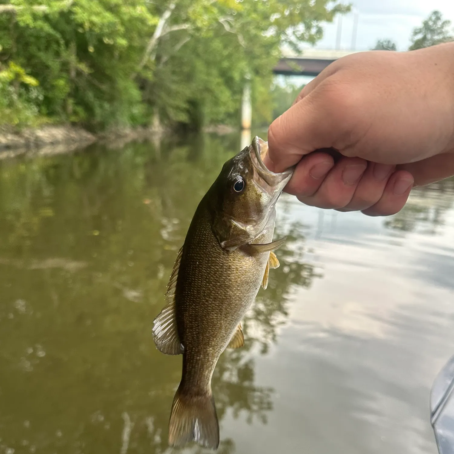 Smallmouth bass caught on Fishbrain