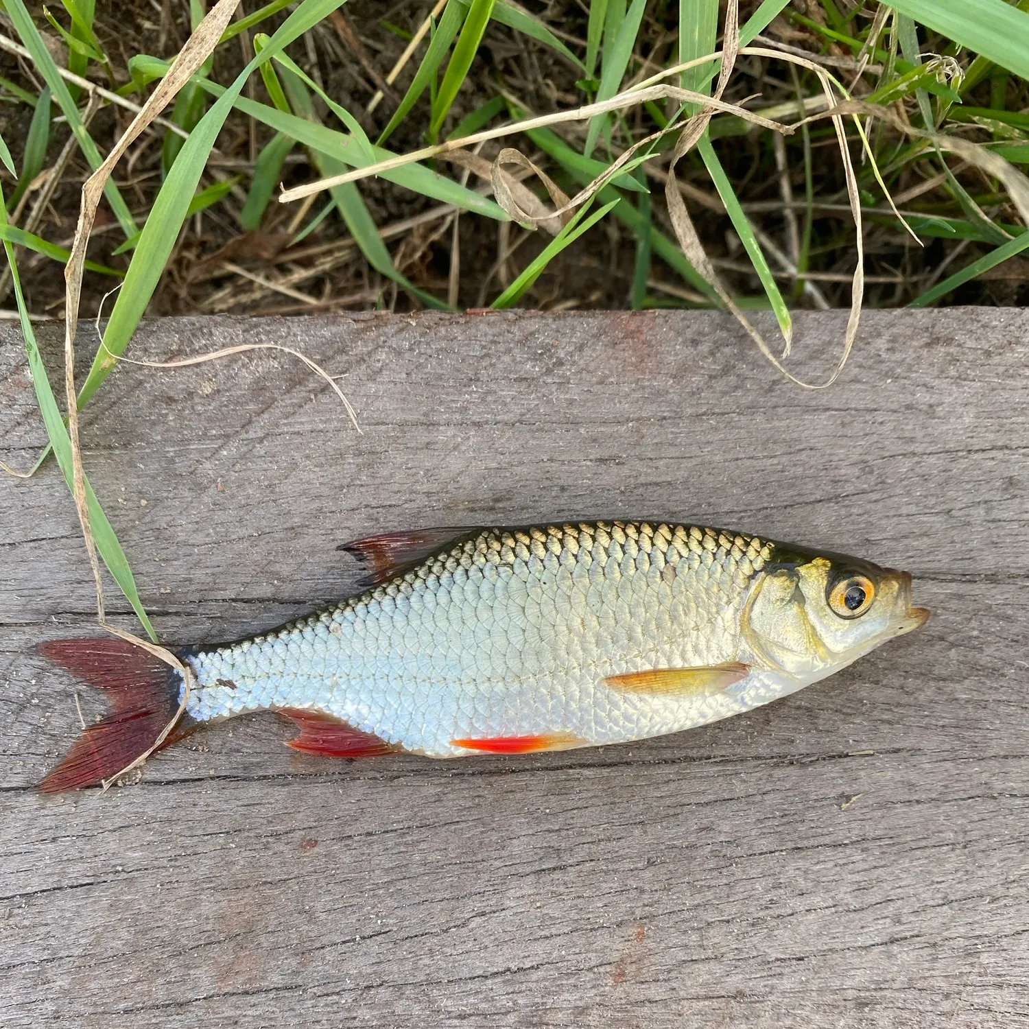 Common rudd caught on Fishbrain