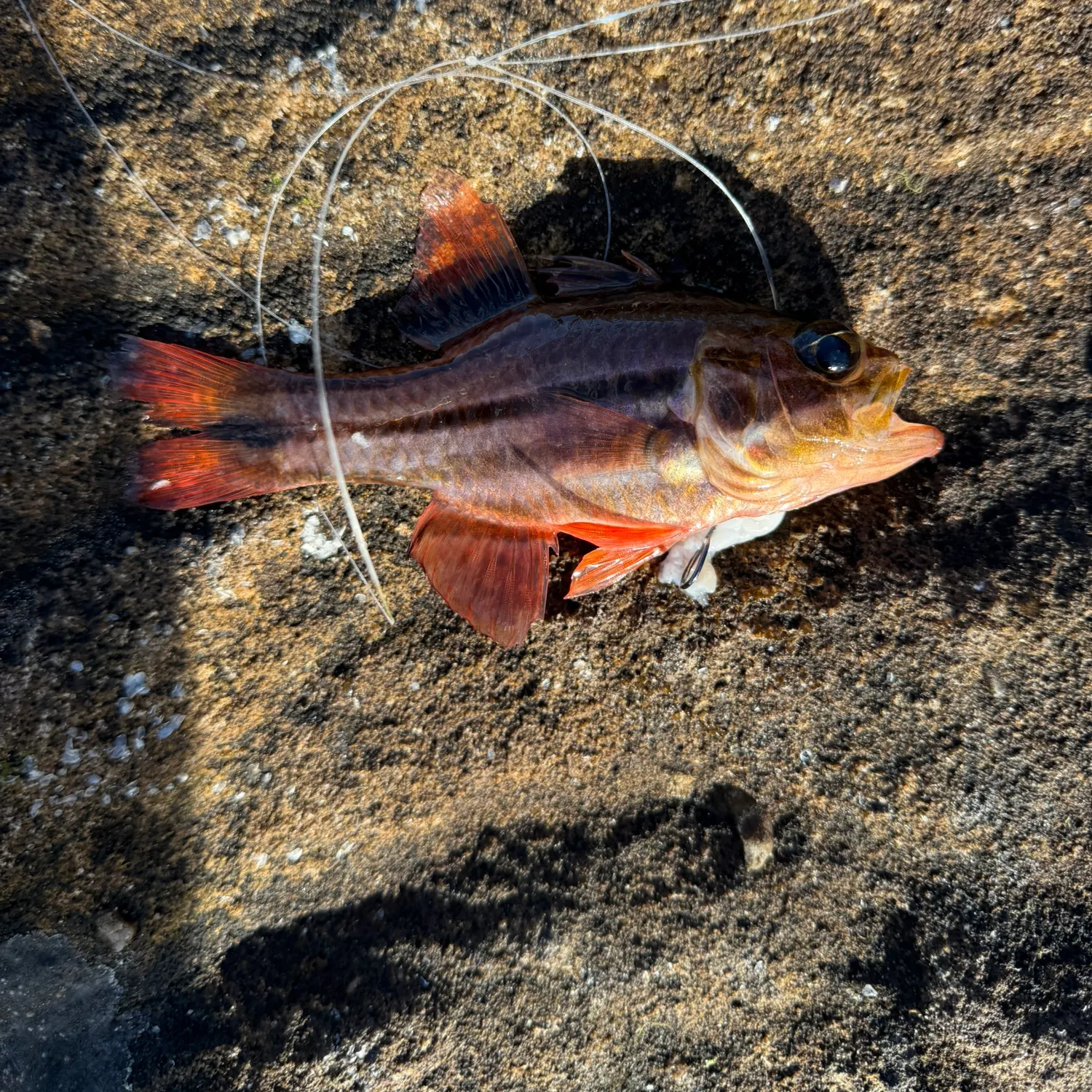 The most recent Sydney cardinalfish catches on Fishbrain