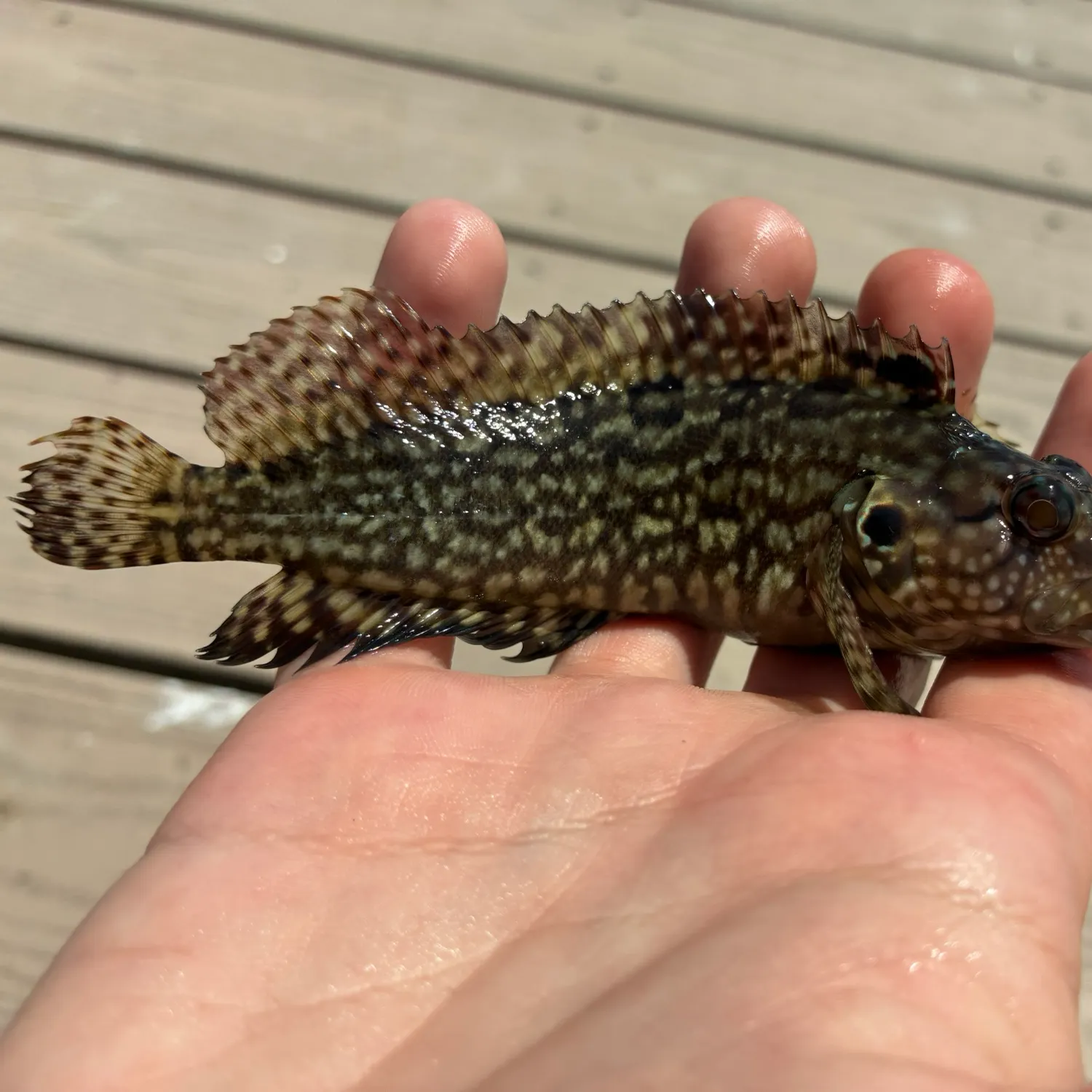 The most recent Hairy blenny catches on Fishbrain