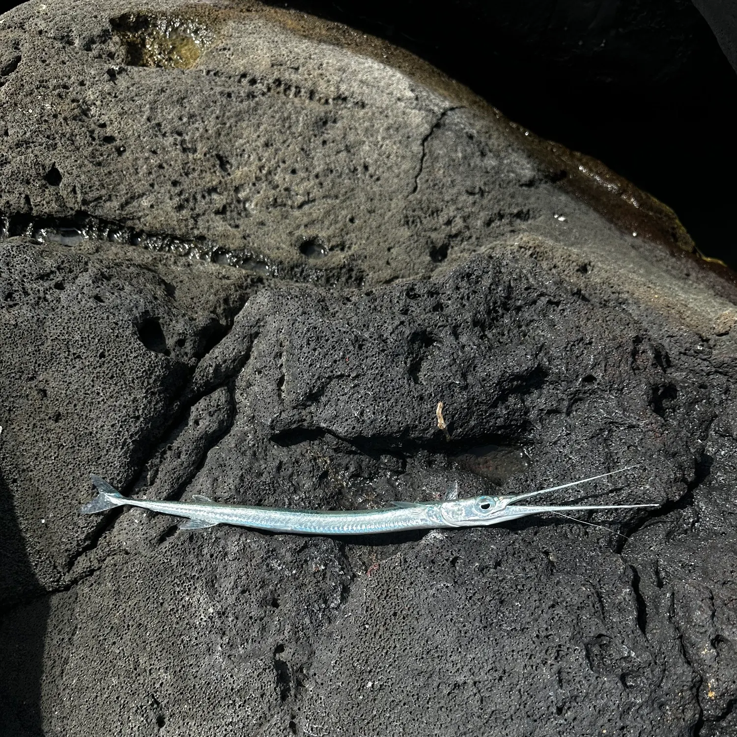 Flat needlefish caught on Fishbrain