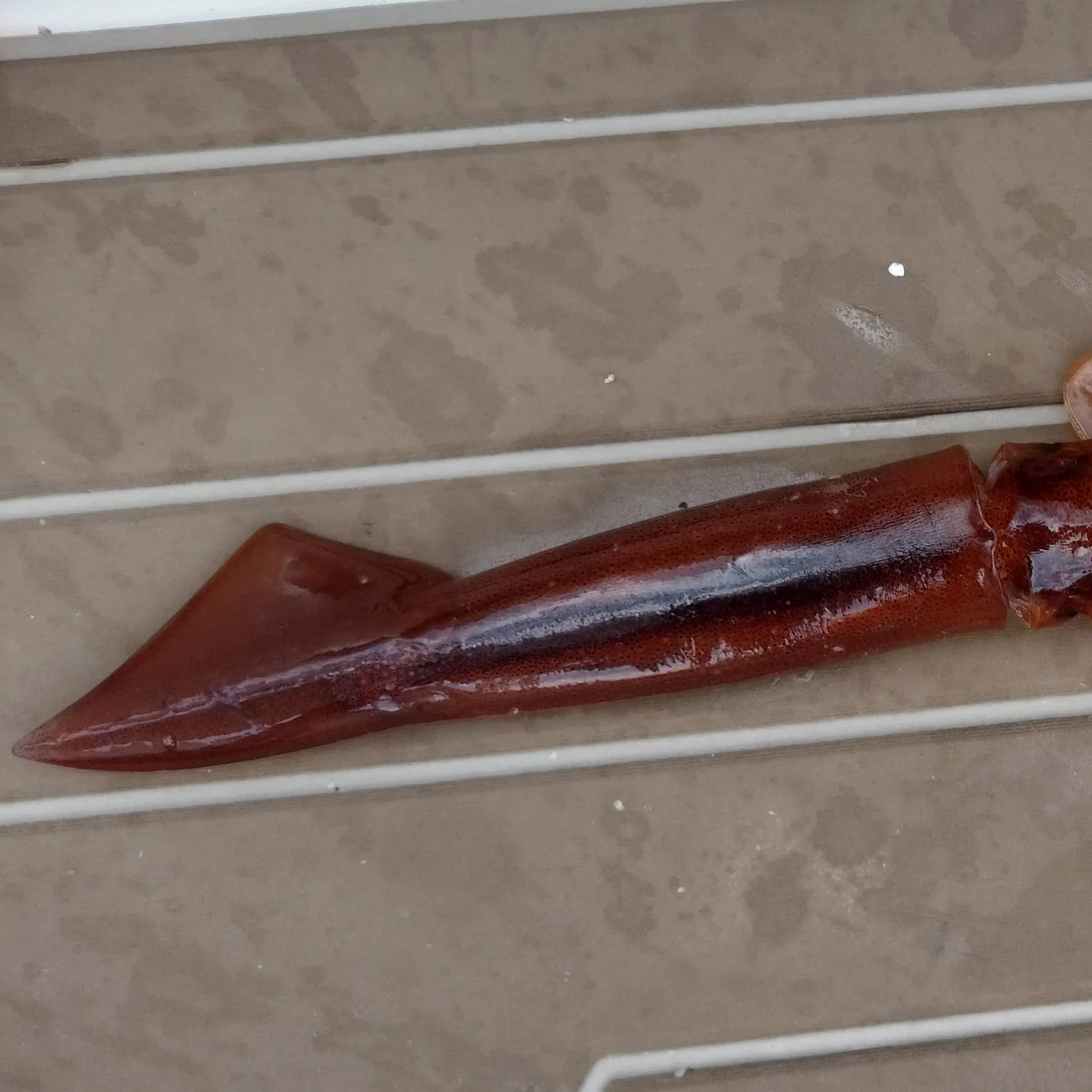 The most recent Northern shortfin squid catches on Fishbrain