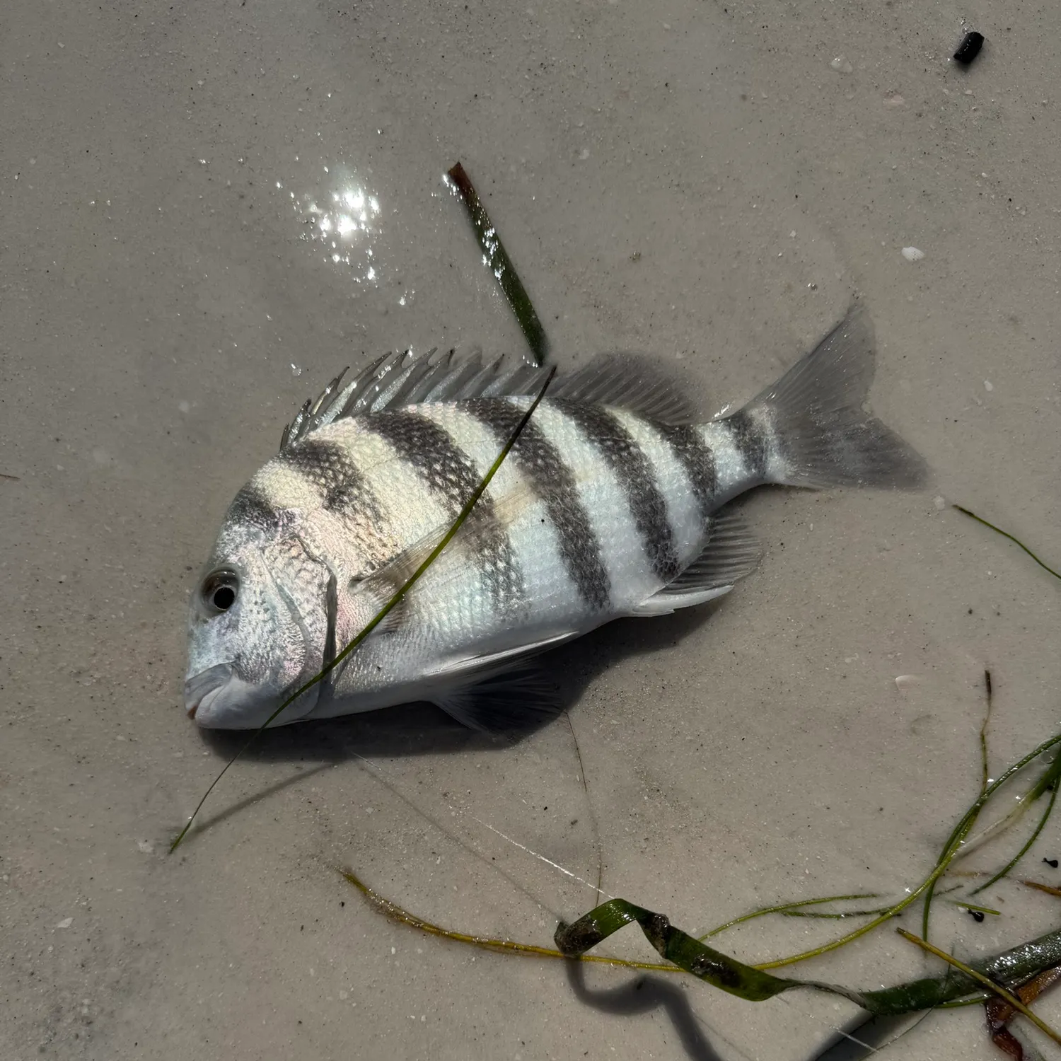 Sheepshead caught on Fishbrain
