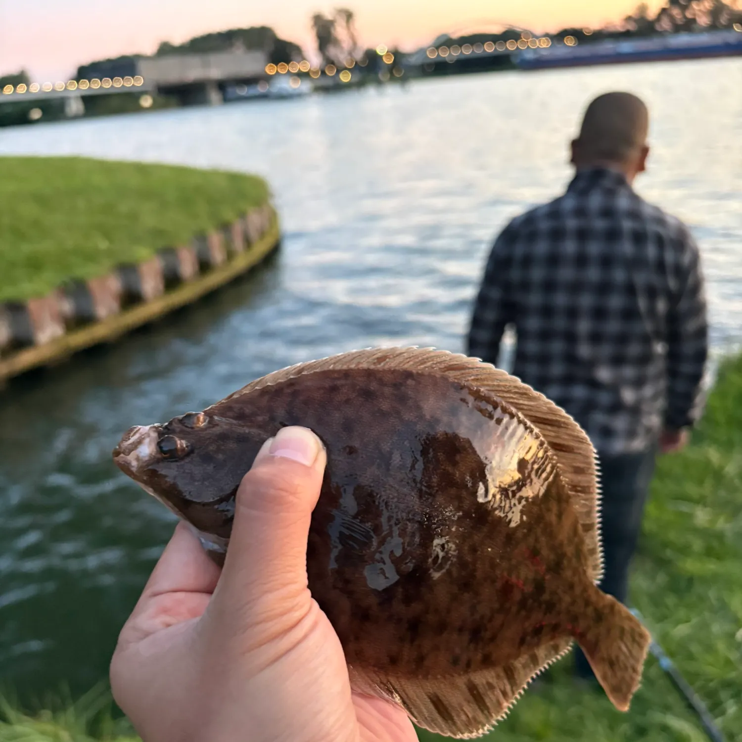 European flounder caught on Fishbrain