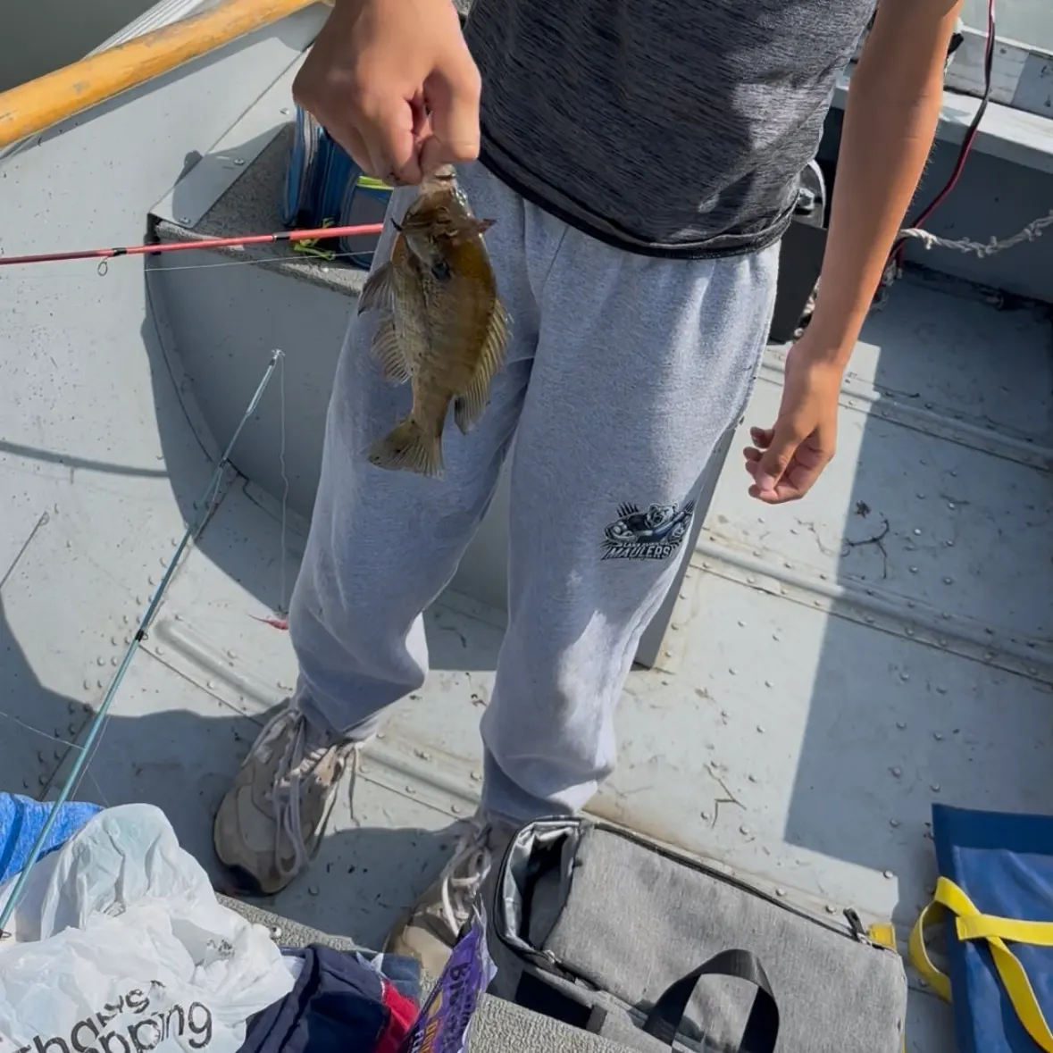 Bluegill caught on Fishbrain