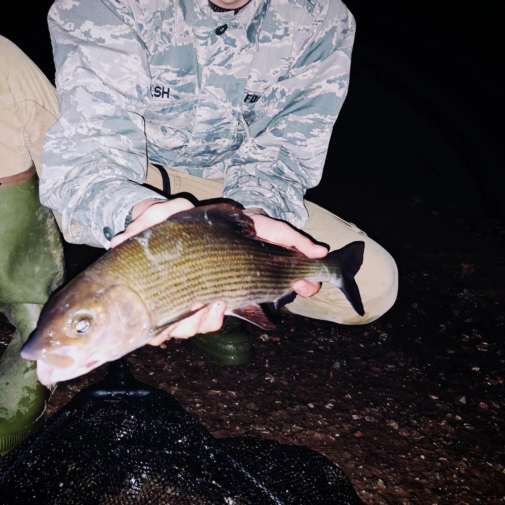 The most recent European grayling catches on Fishbrain