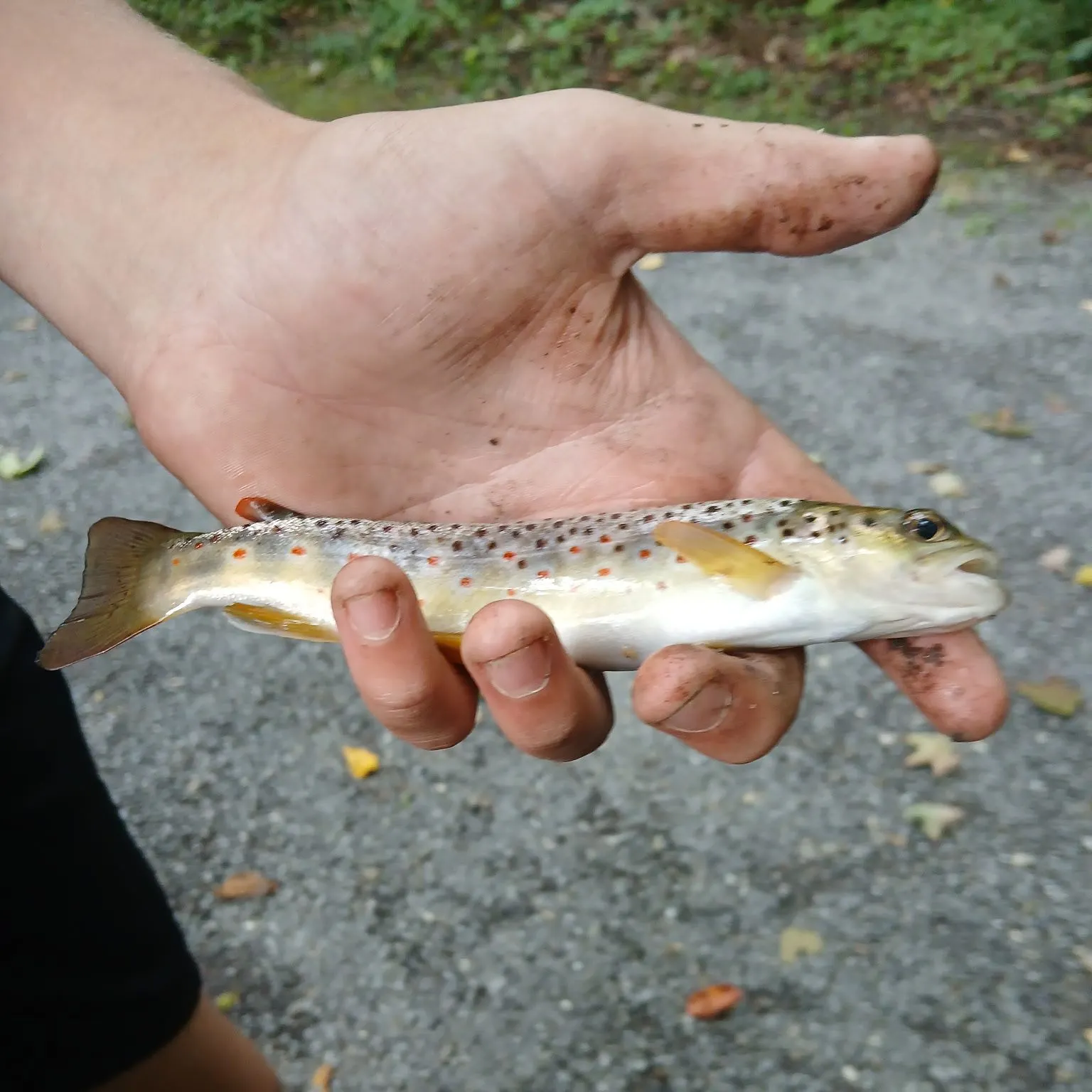 Lake trout caught on Fishbrain