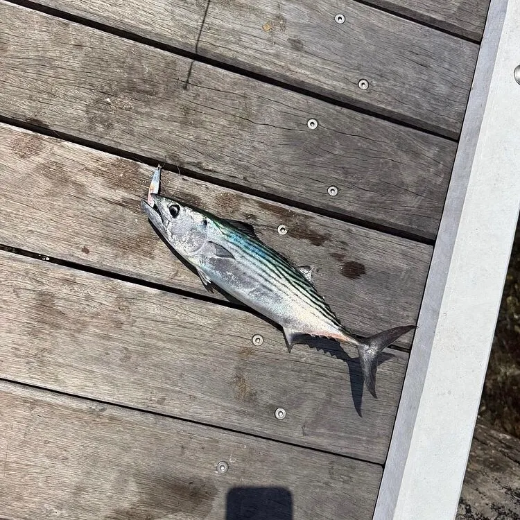 The most recent Australian bonito catches on Fishbrain