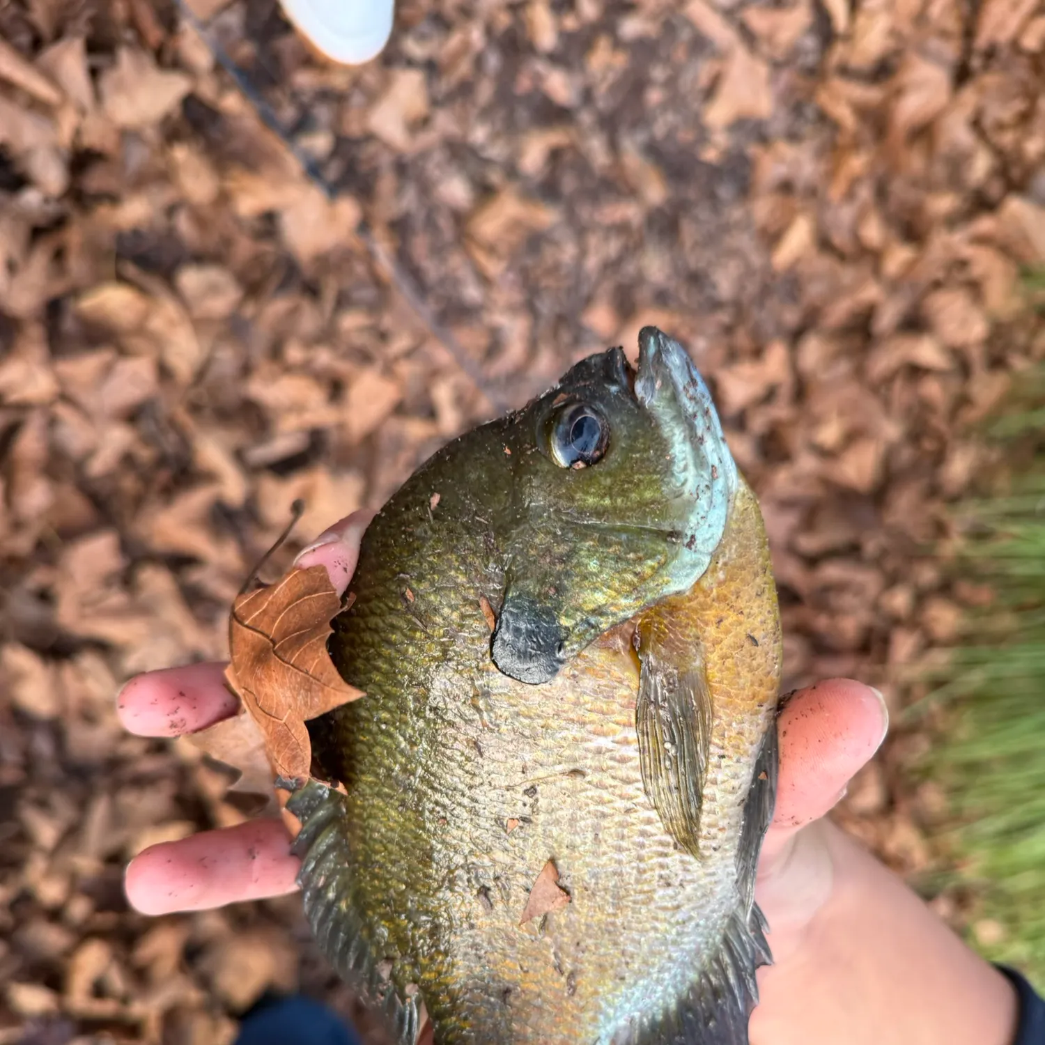 Bluegill caught on Fishbrain
