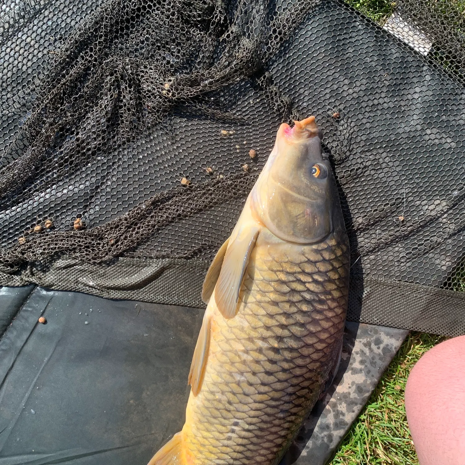 Common carp caught on Fishbrain