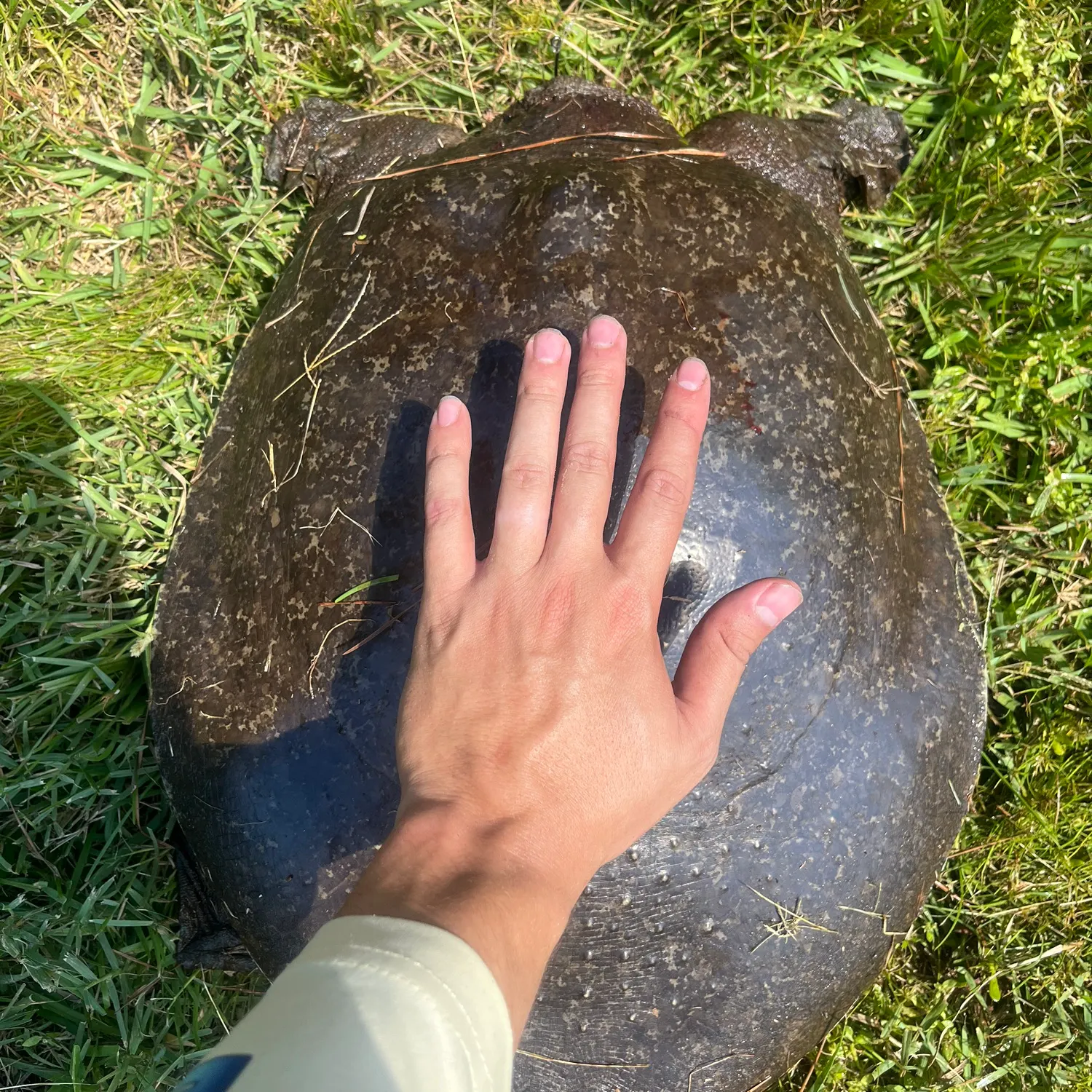 Fish caught on Fishbrain