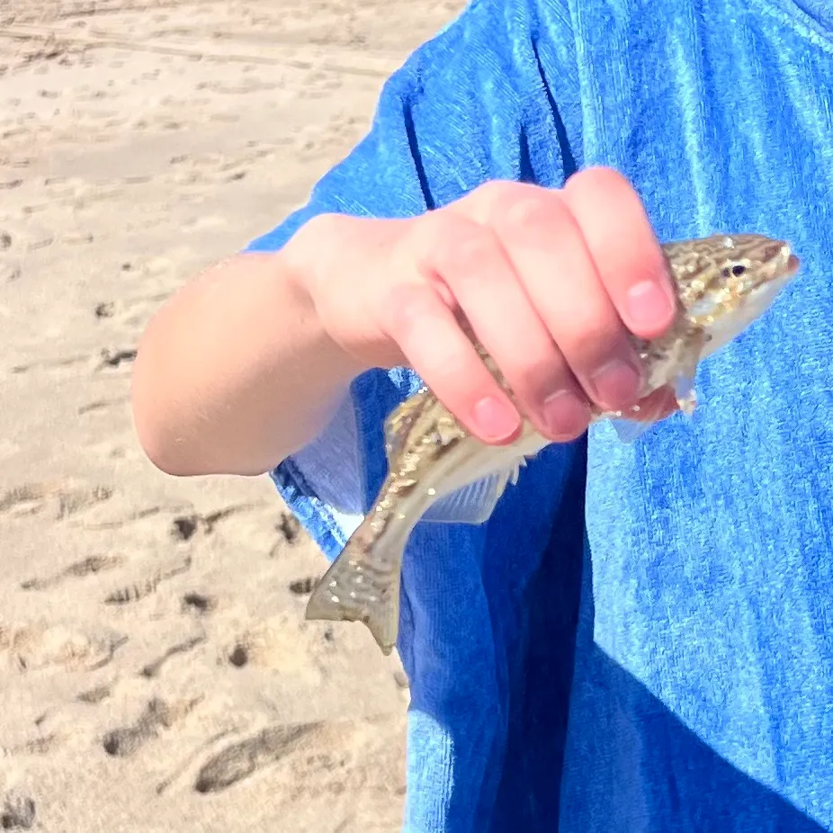 The most recent Yellowtail Grunter catches on Fishbrain