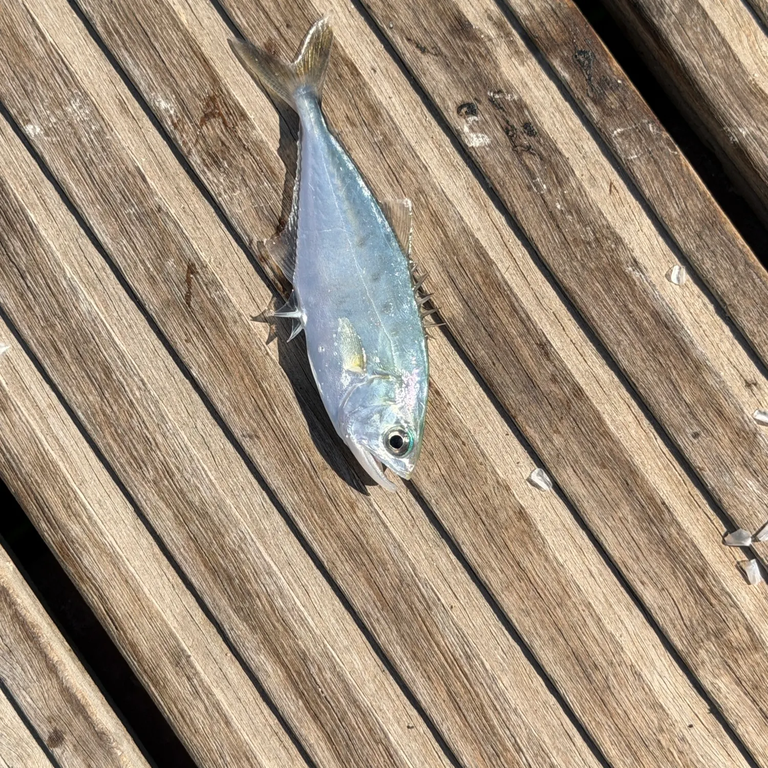 Fish caught on Fishbrain