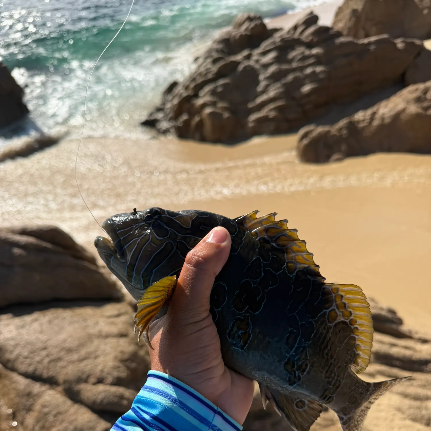 The most recent Giant hawkfish catches on Fishbrain