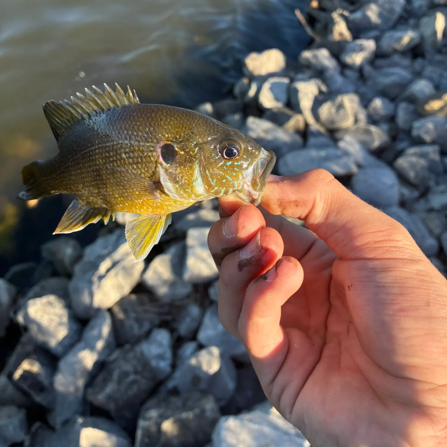 Green sunfish caught on Fishbrain