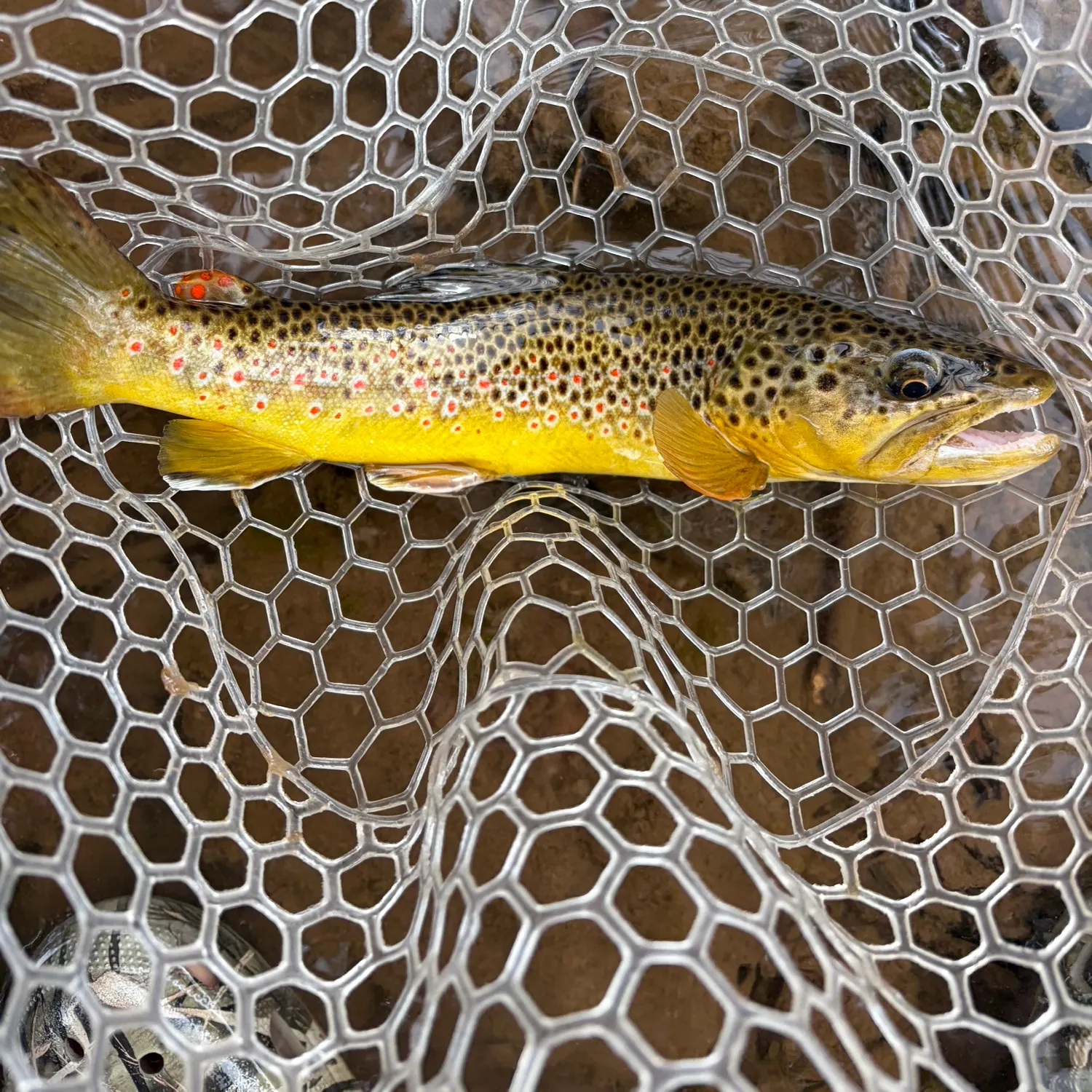 Brown trout caught on Fishbrain