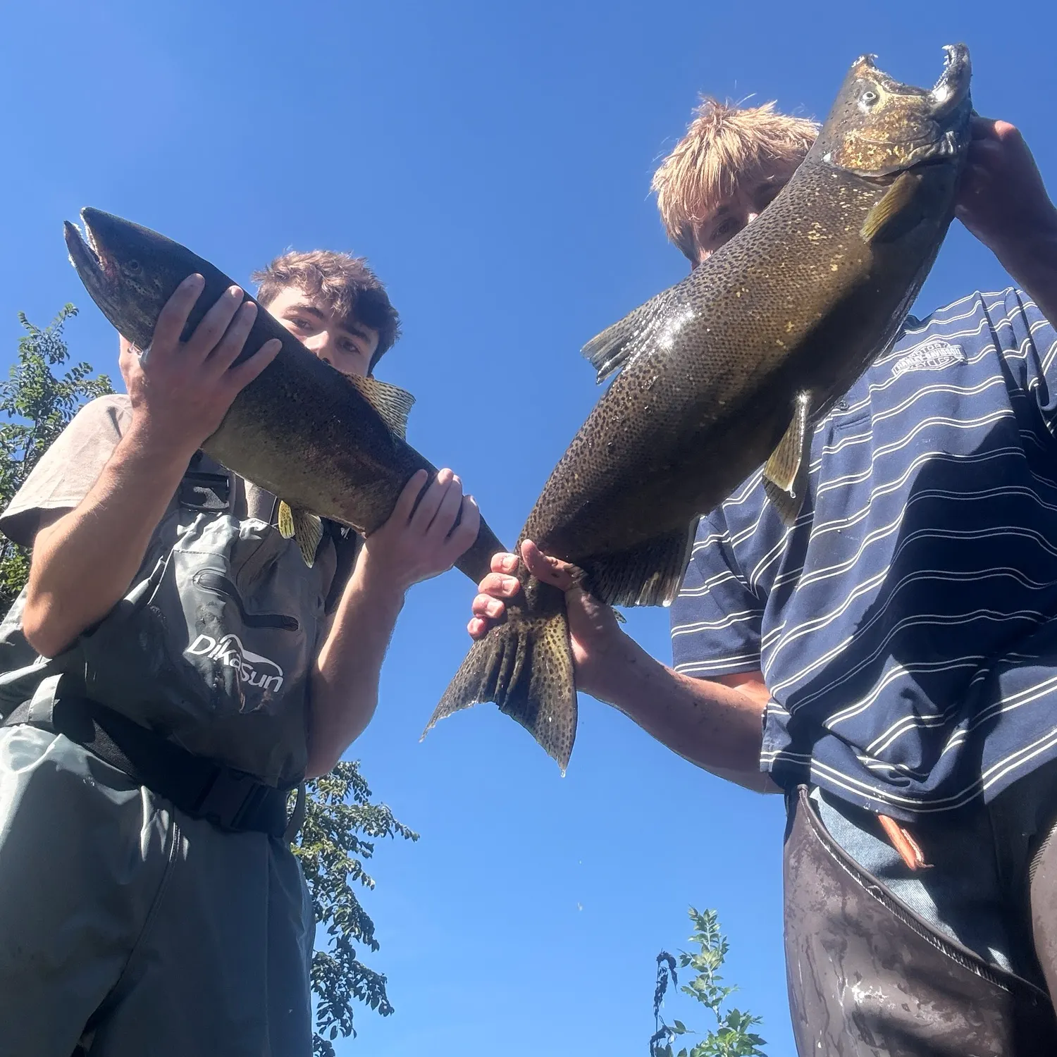 Chinook salmon caught on Fishbrain