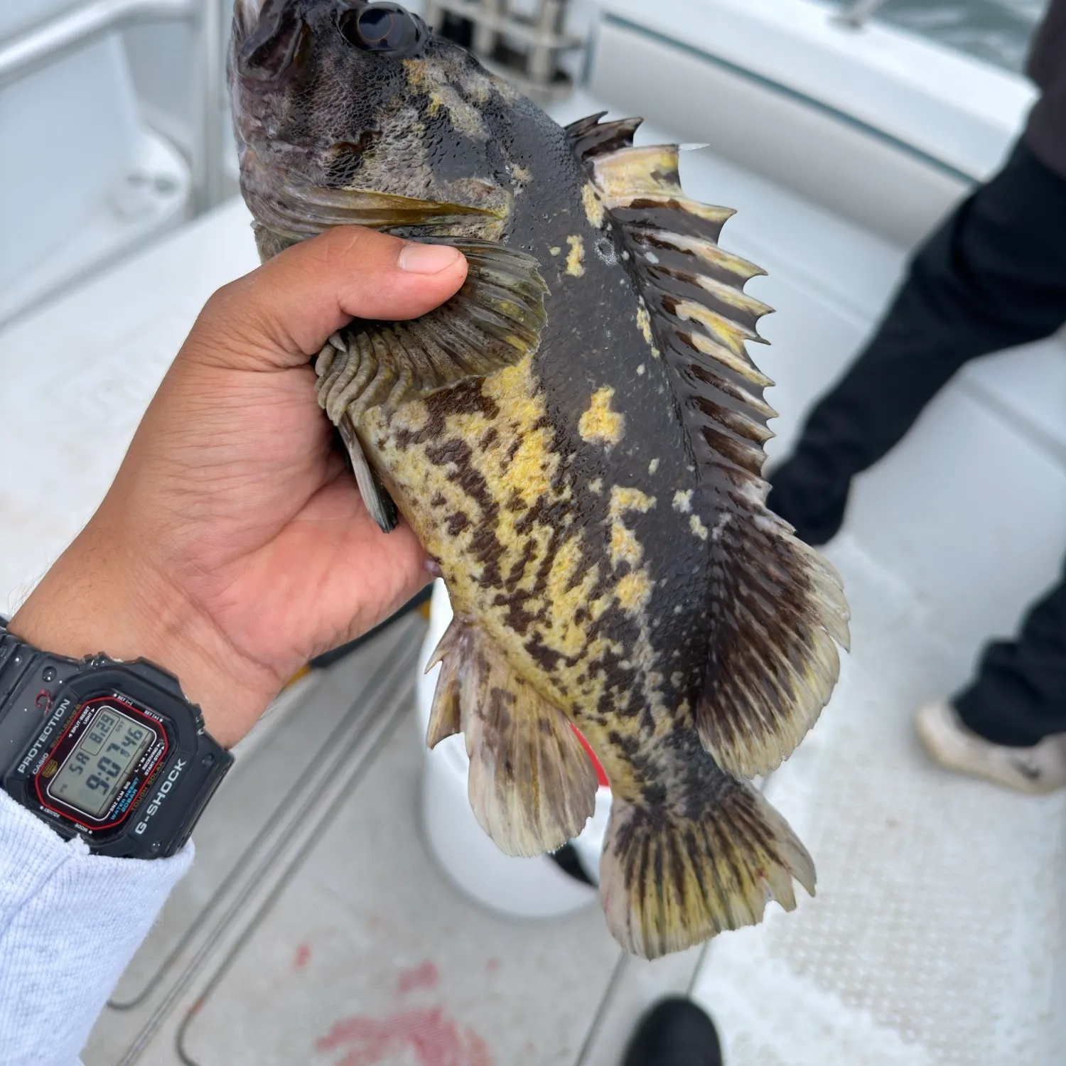 The most recent Black and yellow rockfish catches on Fishbrain