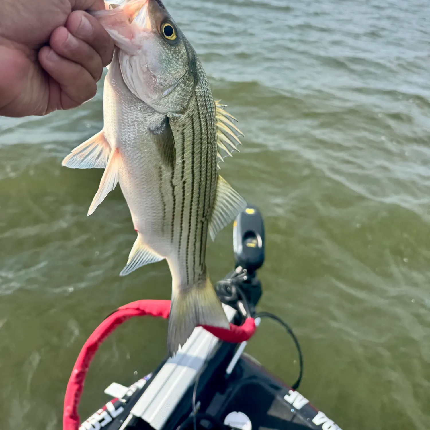 Wiper caught on Fishbrain