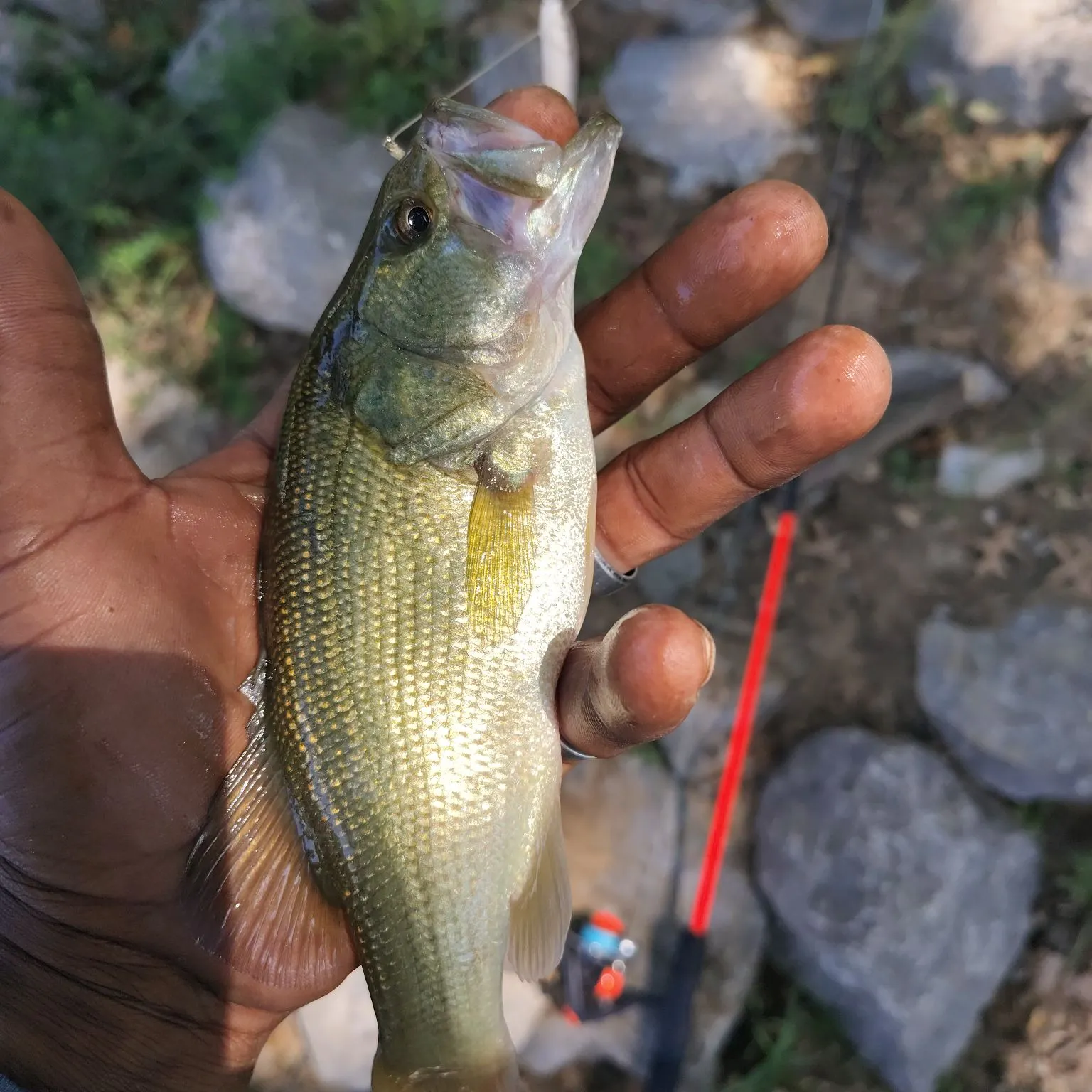 Largemouth bass caught on Fishbrain