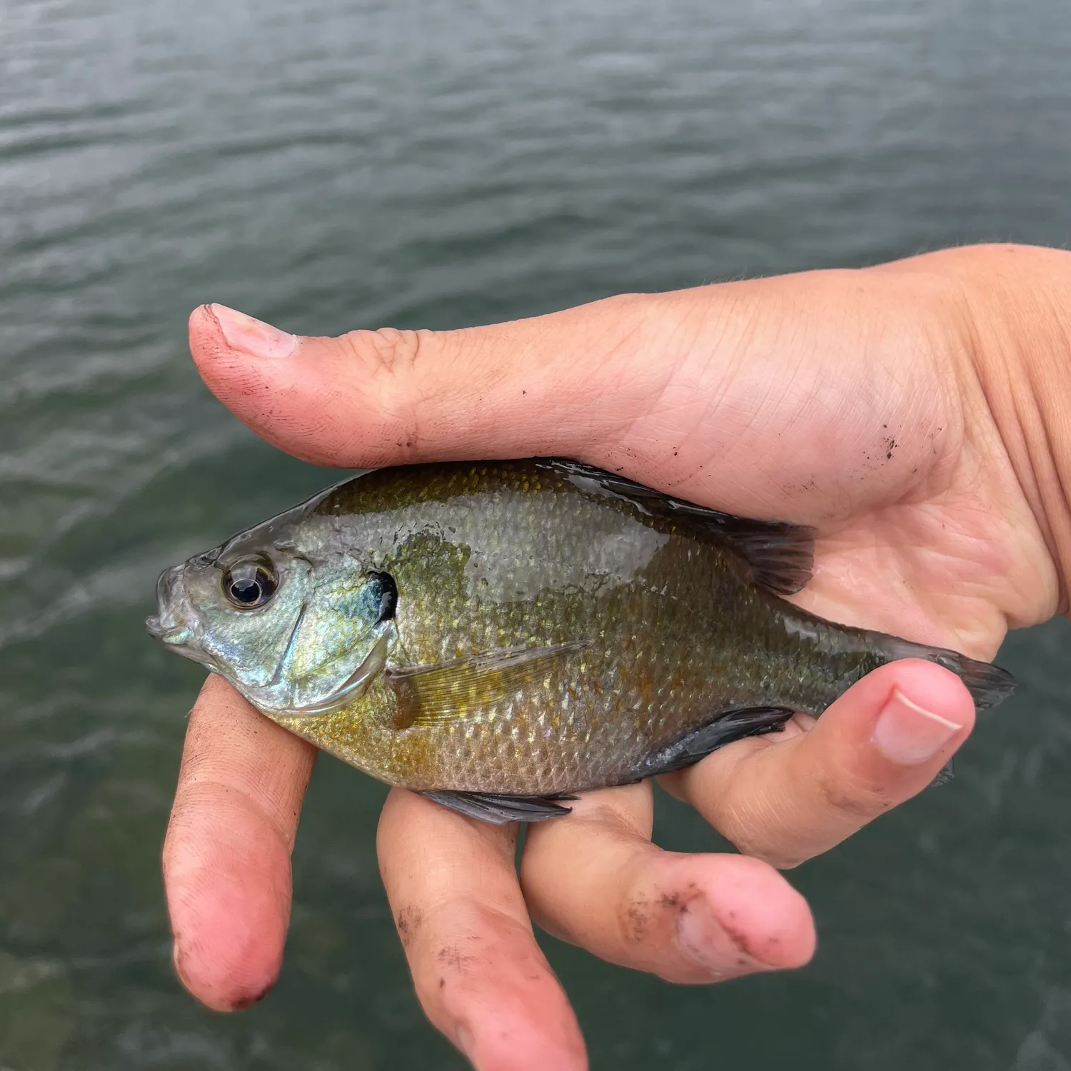 angler catch