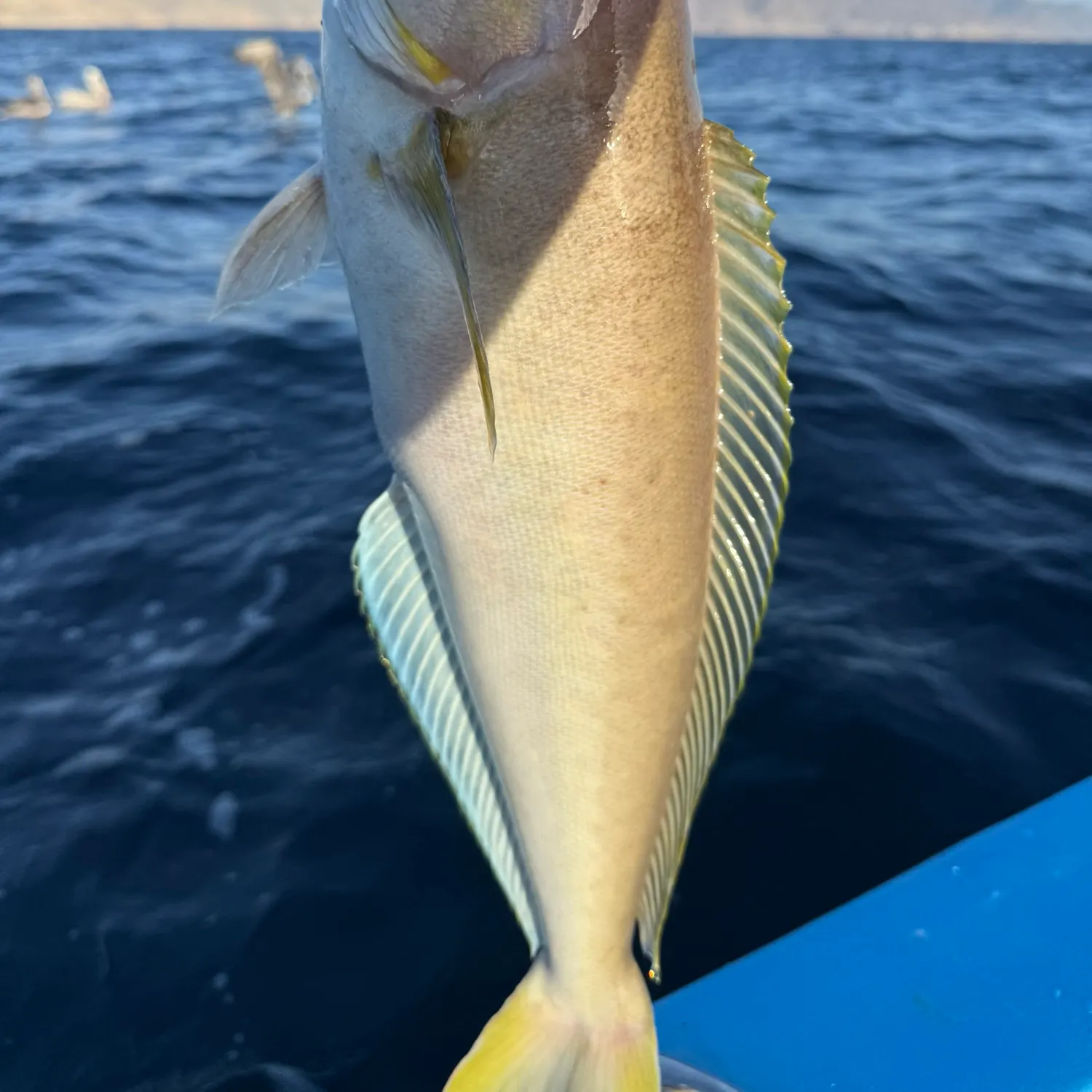 Ocean whitefish caught on Fishbrain