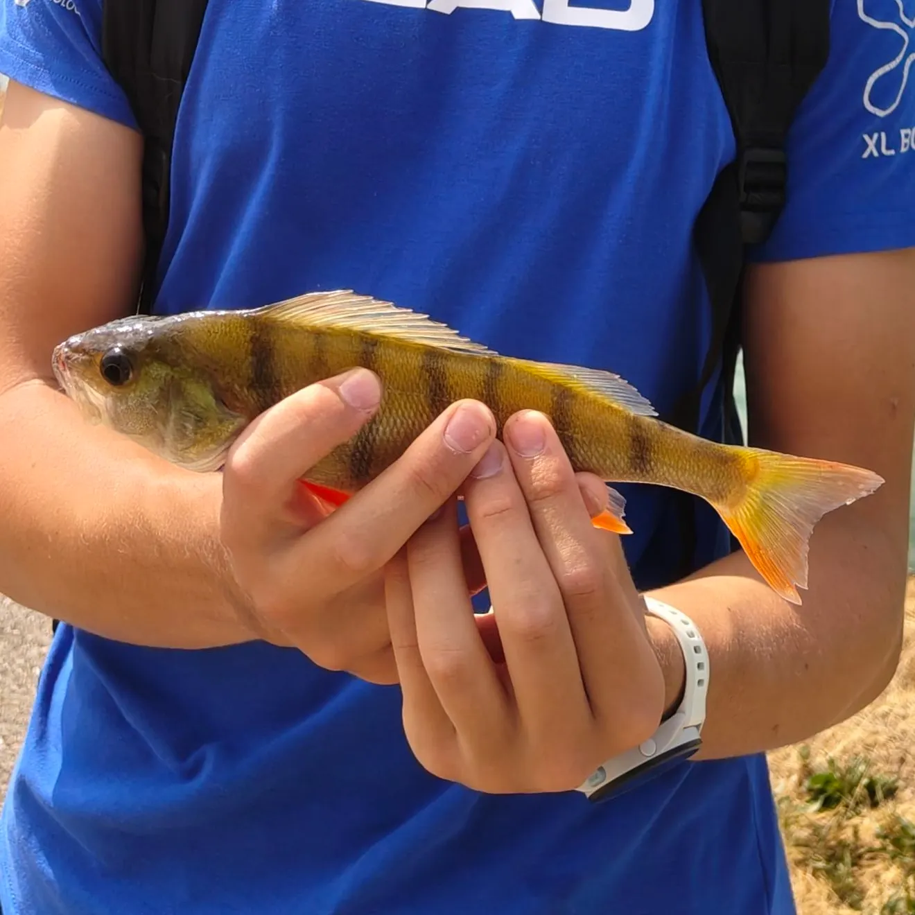 European perch caught on Fishbrain
