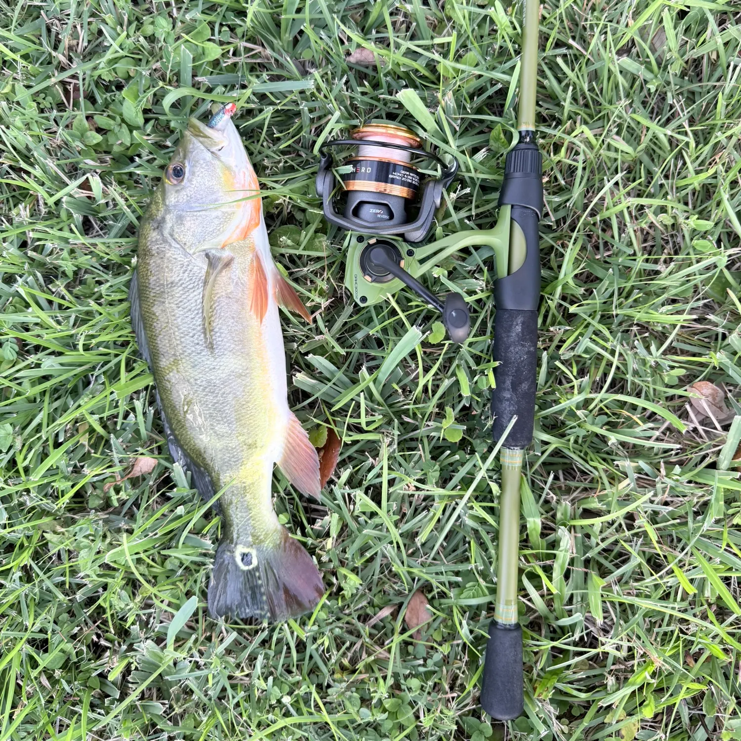 Butterfly peacock bass caught on Fishbrain