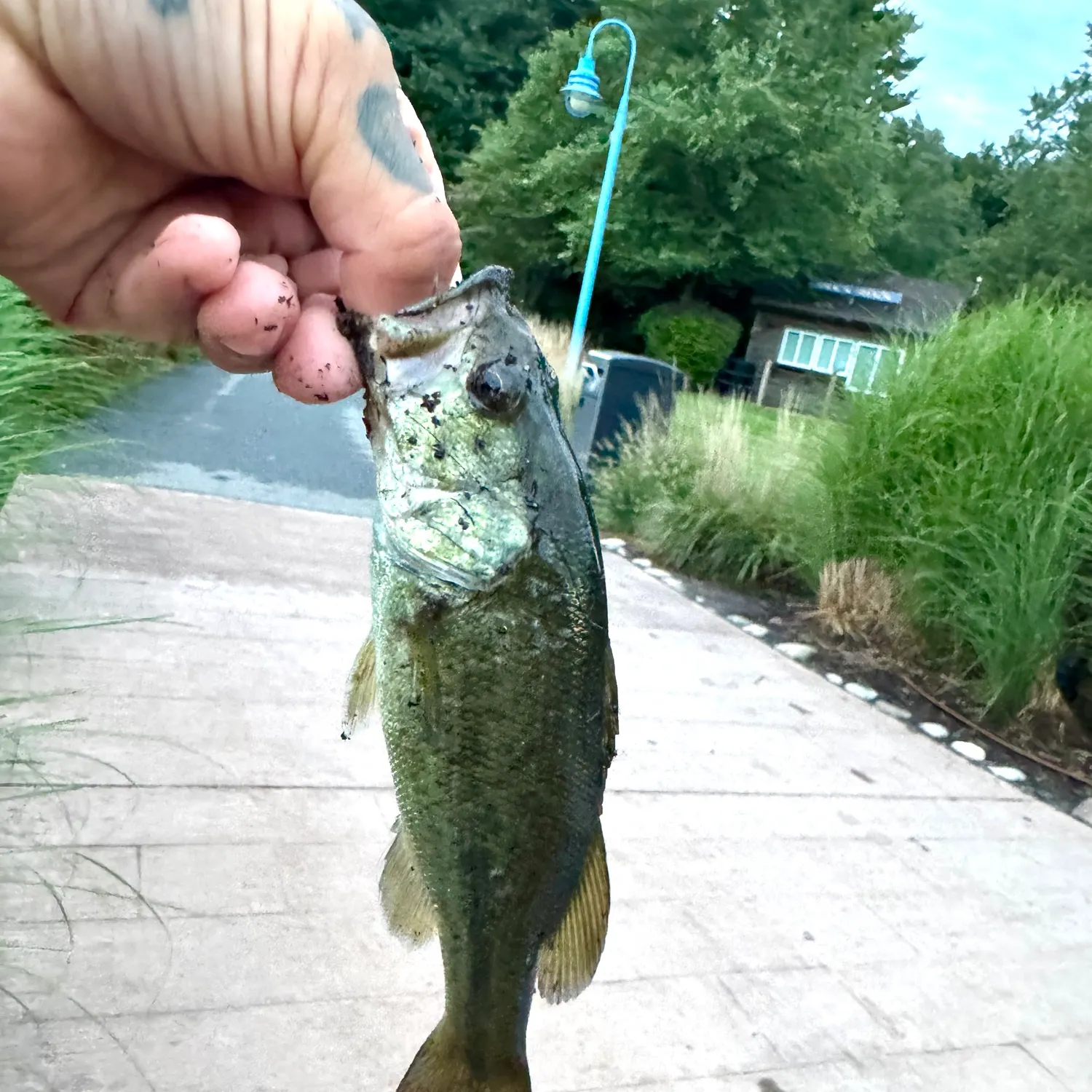 catch