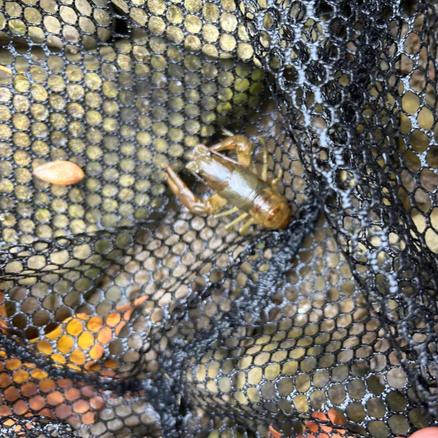 The most recent Rusty crayfish catches on Fishbrain