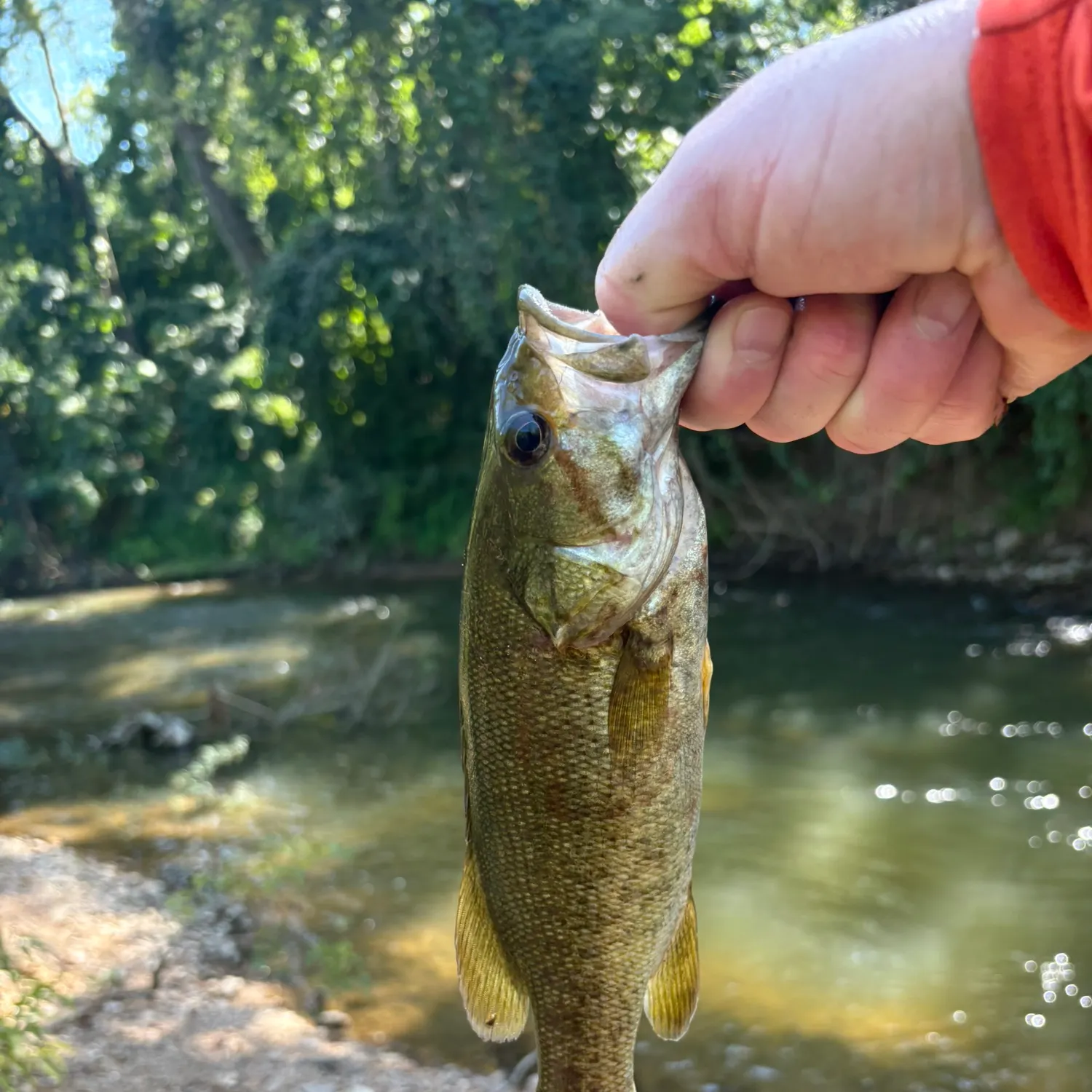 Smallmouth bass caught on Fishbrain