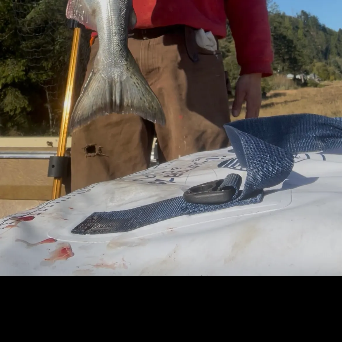 Chinook salmon caught on Fishbrain
