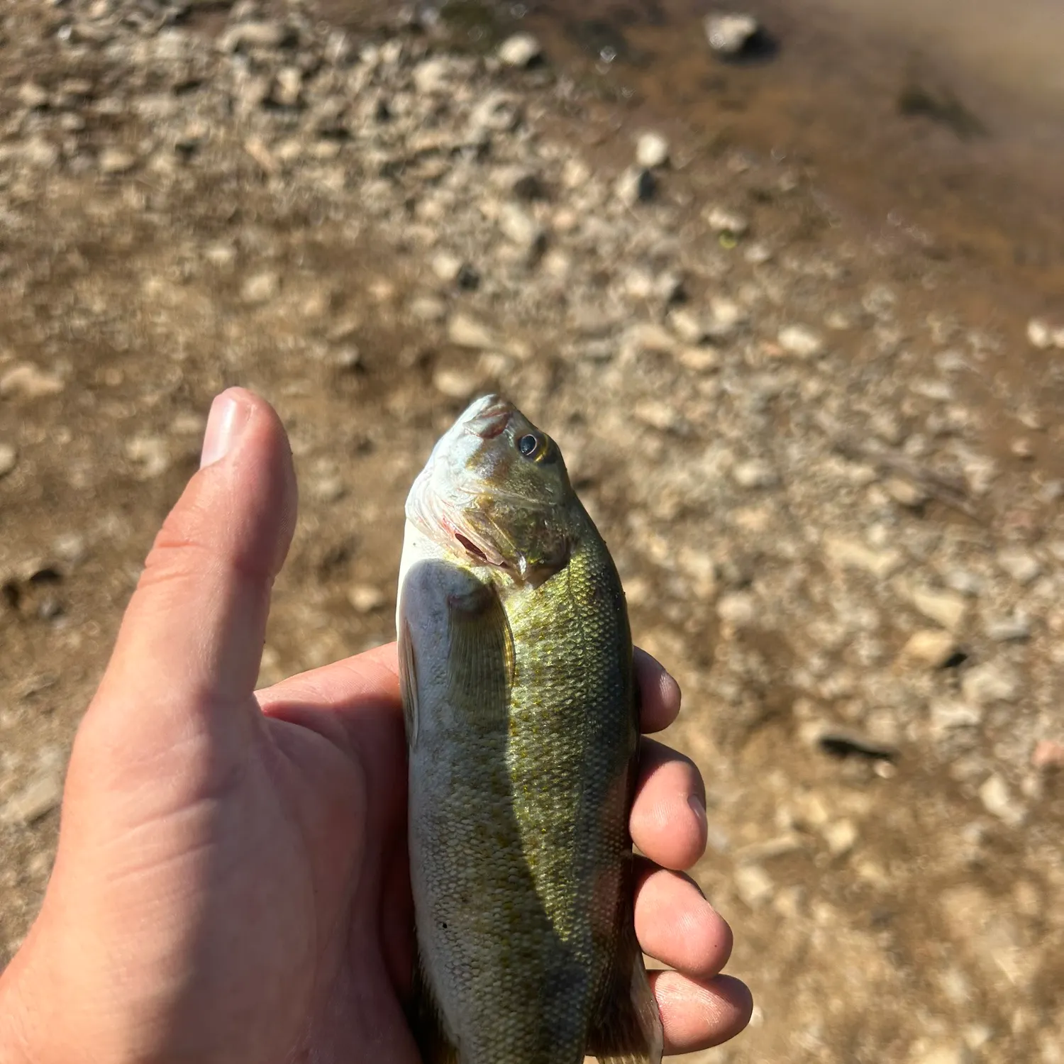 Smallmouth bass caught on Fishbrain