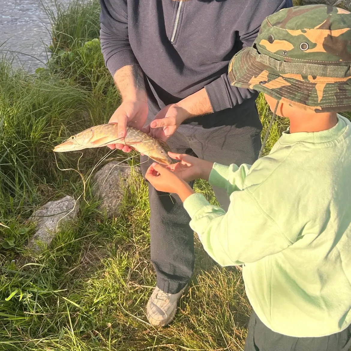 Northern pike caught on Fishbrain